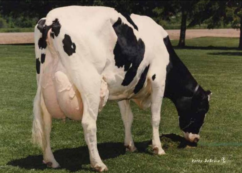 Muranda Oscar Lucinda-ET VG-86 GMD DOM, 11th Dam of Provino