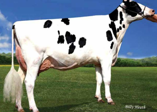 Pen-Col Modest Bernita-ET VG-87, MGGD of Lochlan