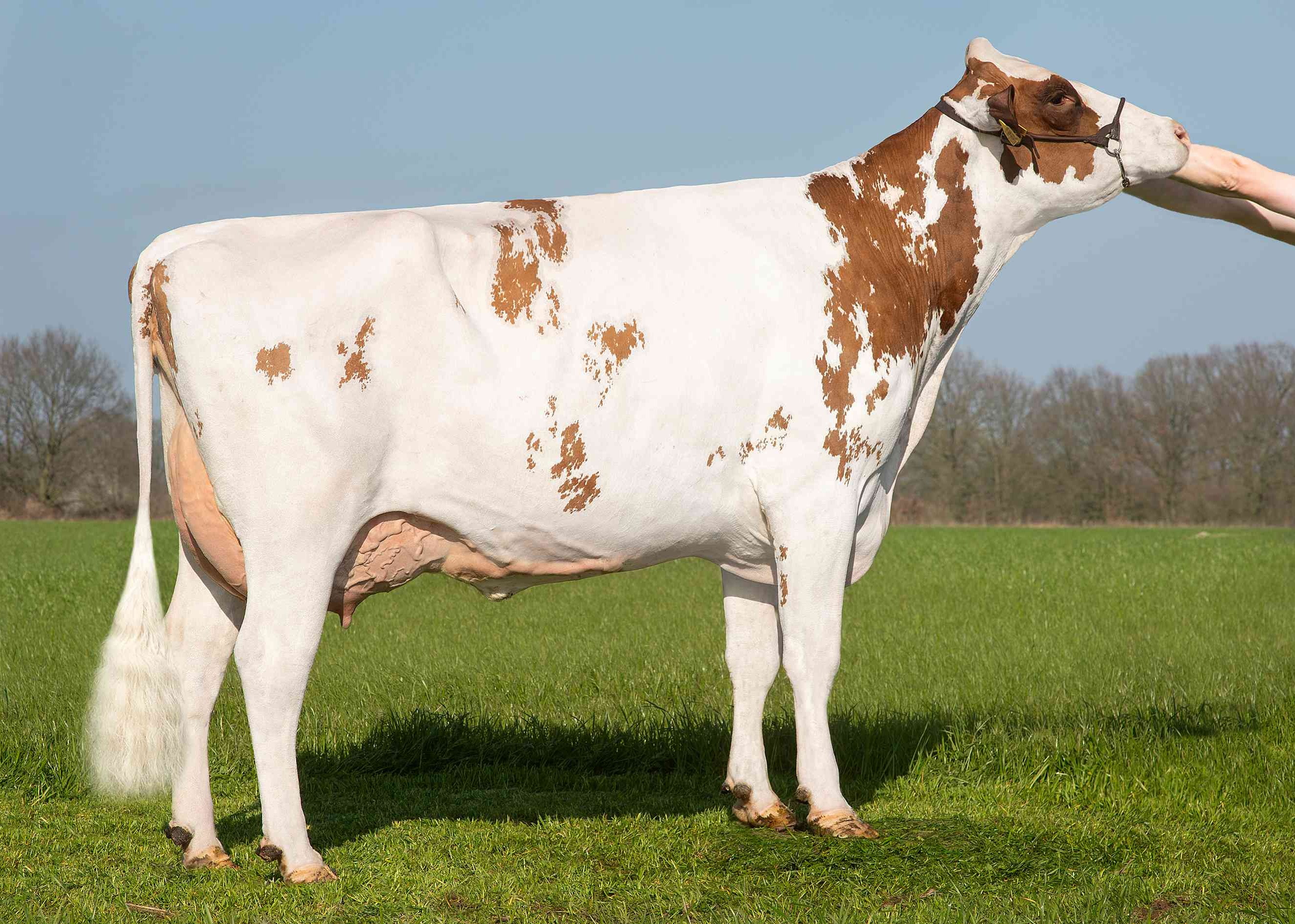 Delta Tulip (moeder Holger PP) eig.: Barendonk Holsteins VOF, Beers (NB)