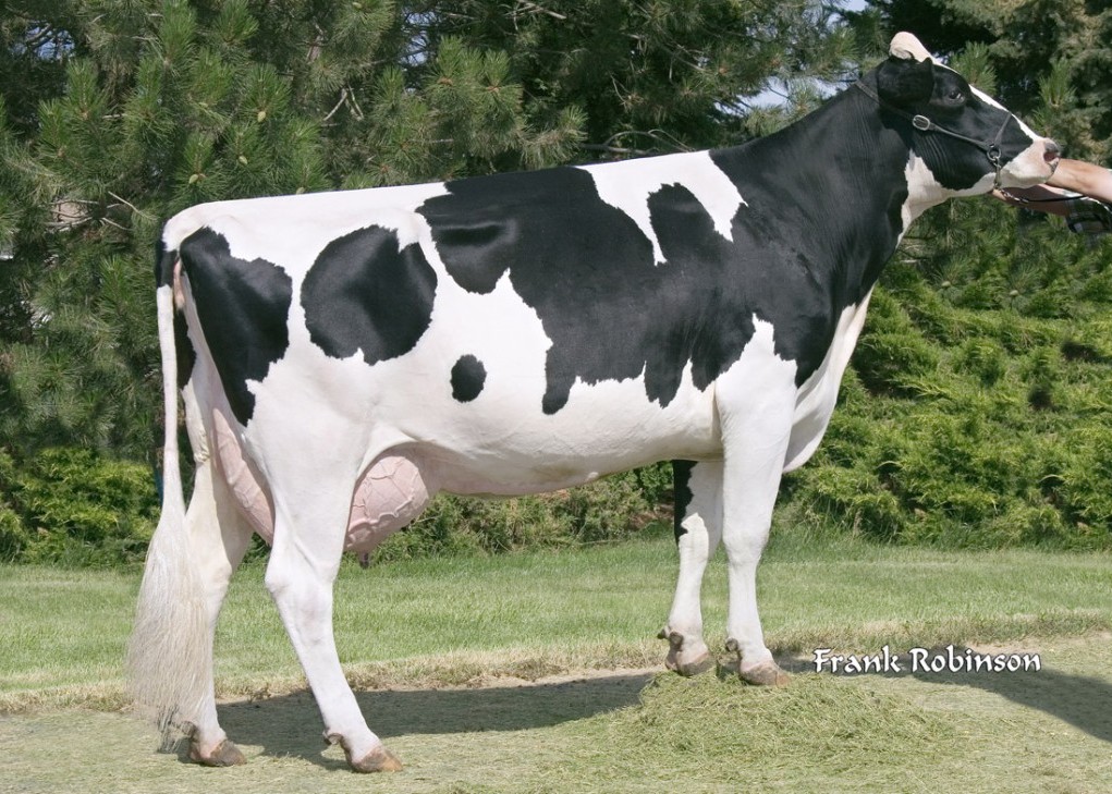 Seagull-Bay Oman Mirror VG-86, 7th dam of Lavezzi