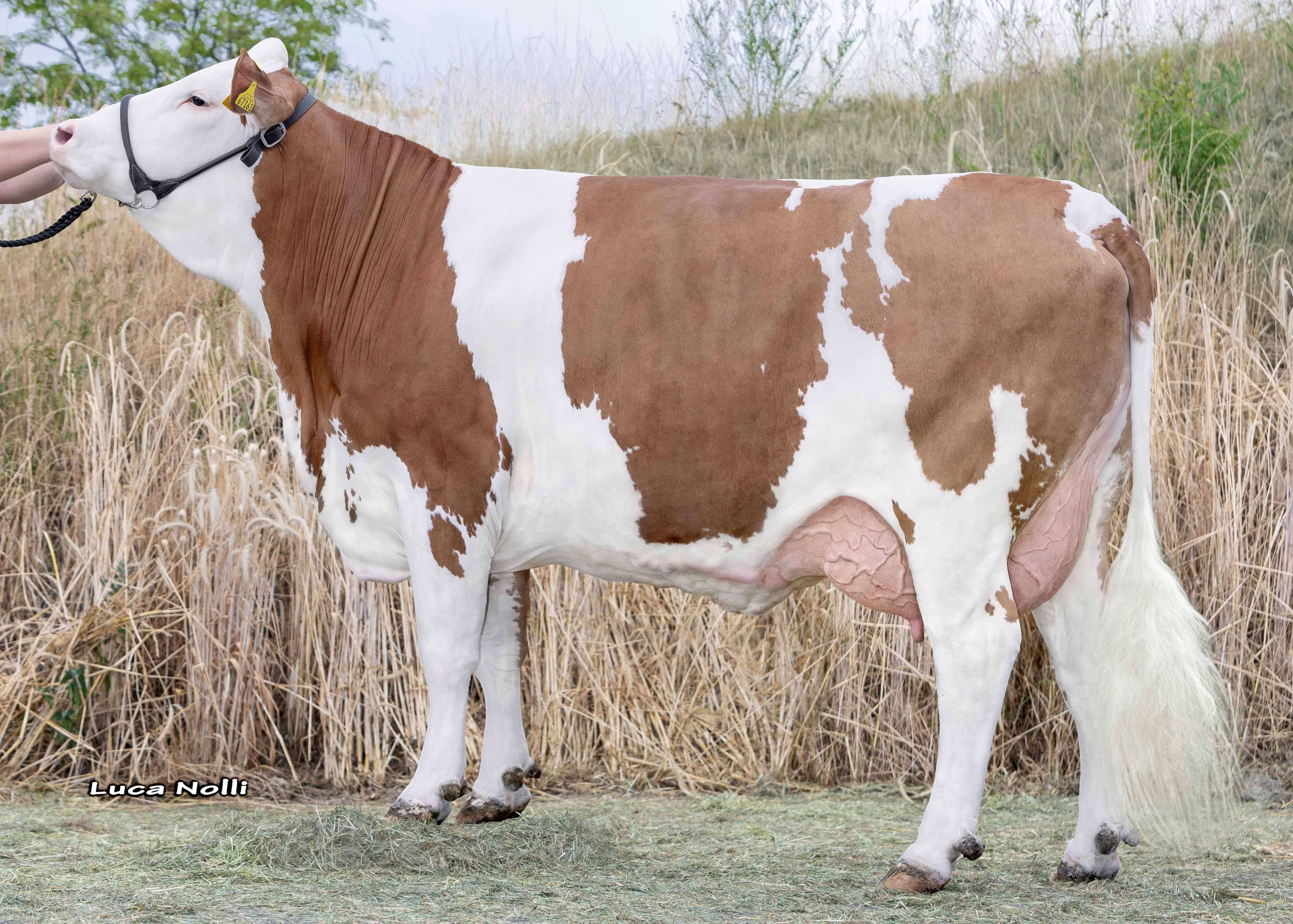 G1336, Dam of Heimspiel Pp 1st calf Schürer-Hammong GbR, Oettingen