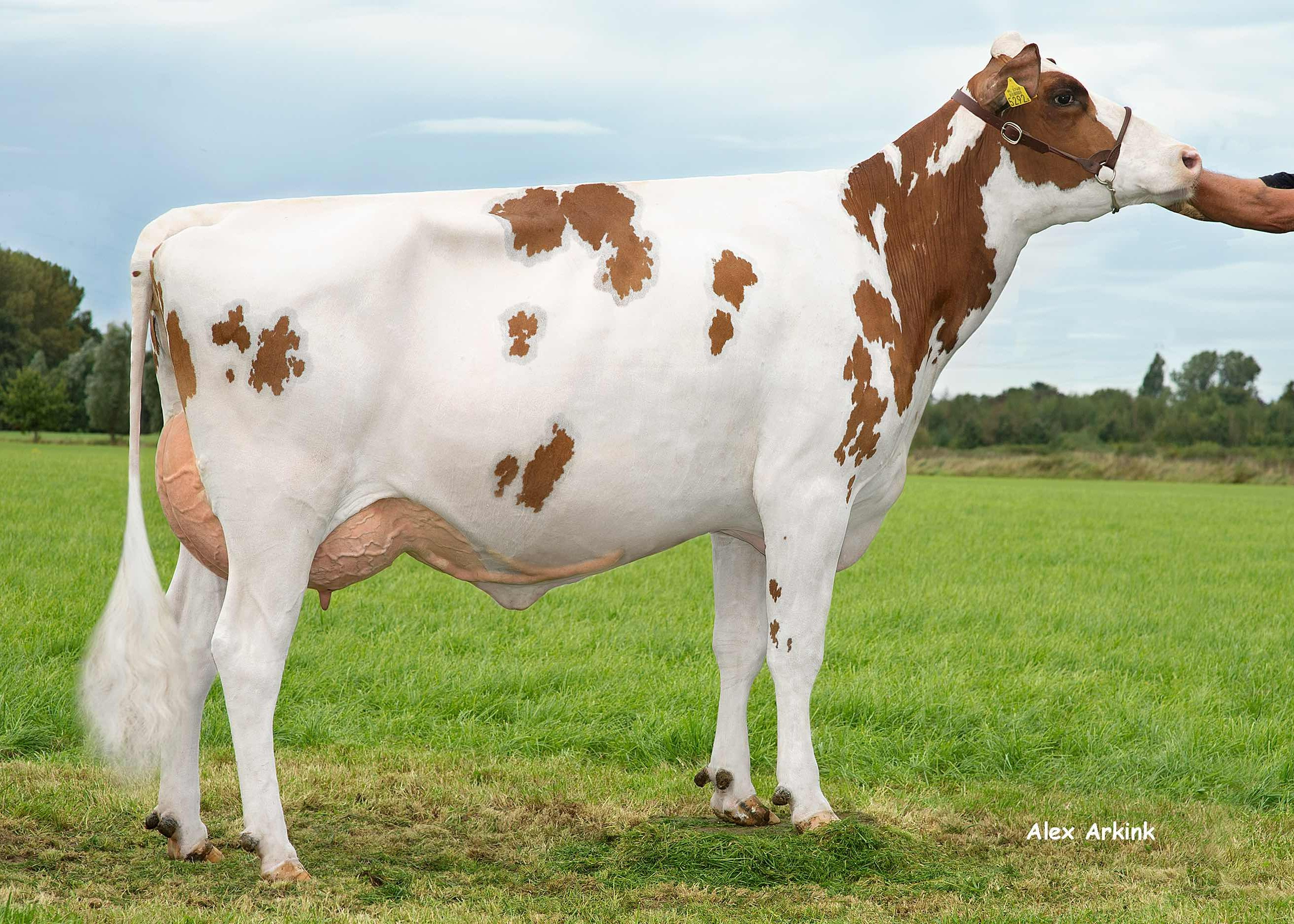 Caudumer Lol 422 PP (overgrootmoeder Jubilee P)  eig.: Barendonk Holsteins VOF, Beers Nb