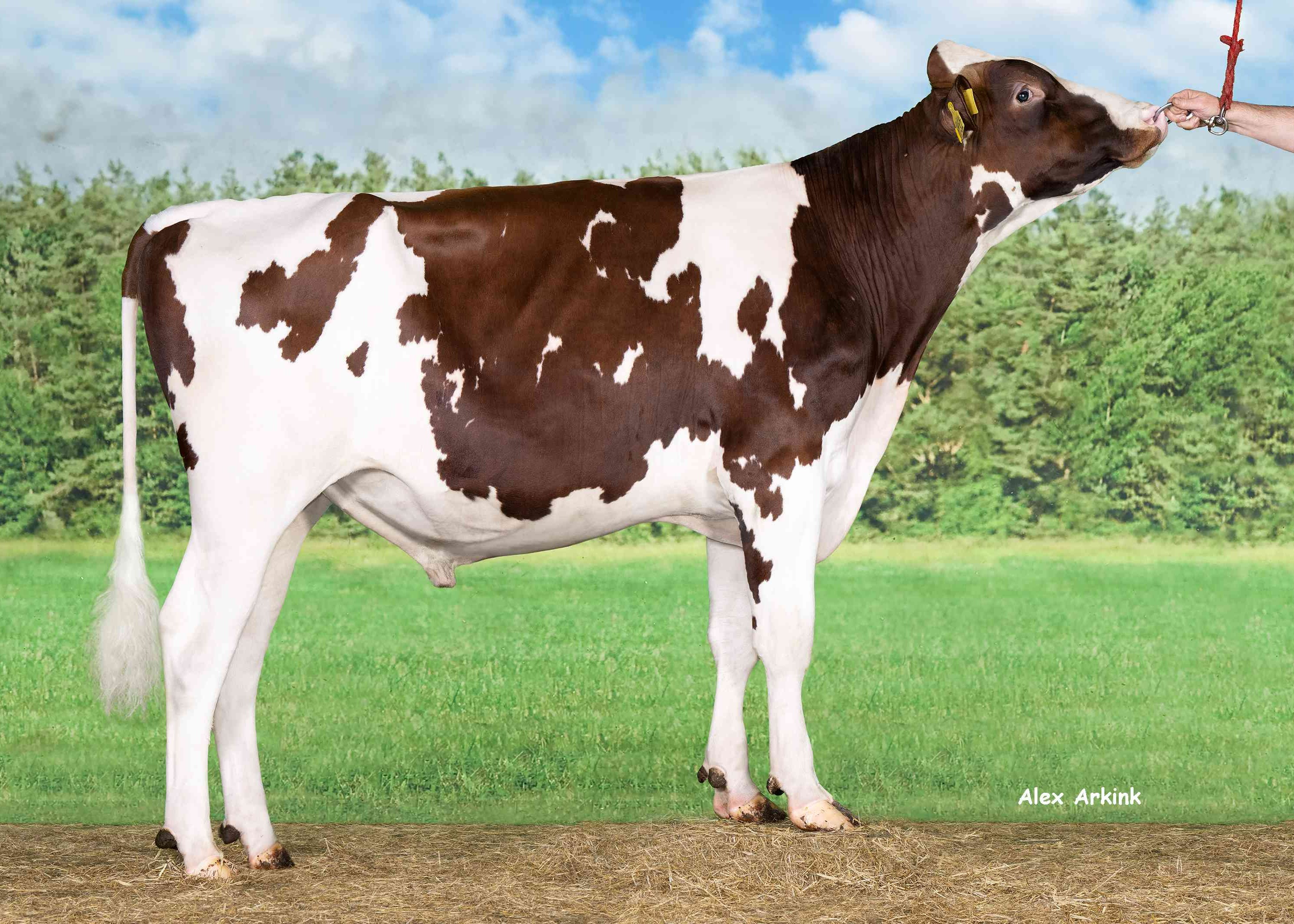 Lowlands Solaris-Red