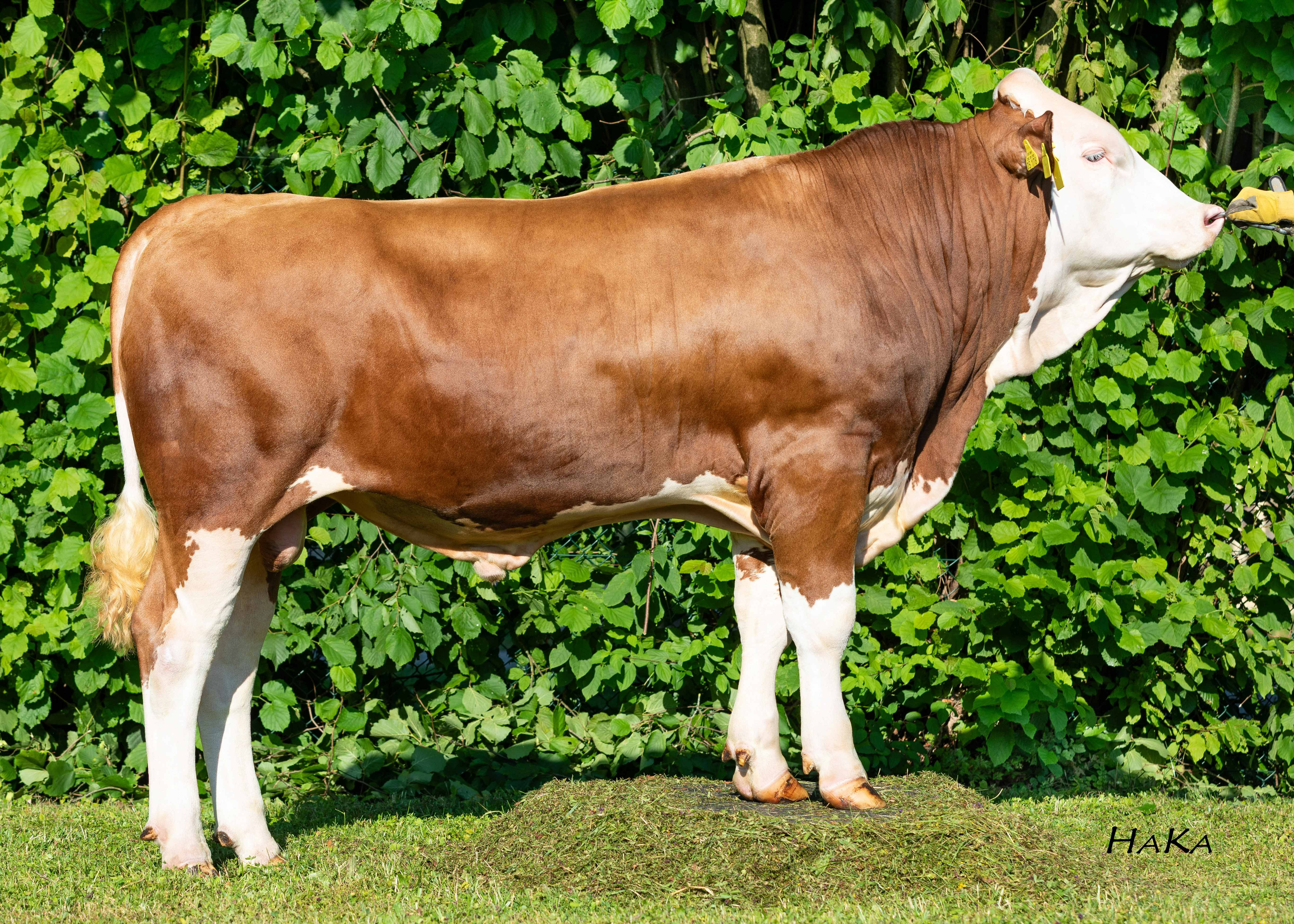 Hollandia, Breeder: Christian Niederbuchner, Nussdorf