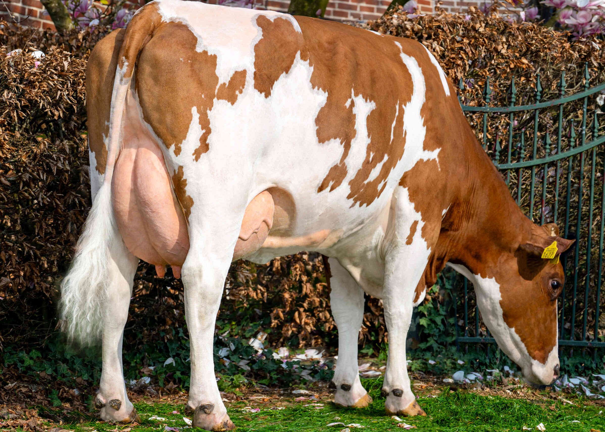 Maaike 52 (s. Bertus) owner: Melkveehouderij Spierings- Van der Sanden VOF, Den Dungen