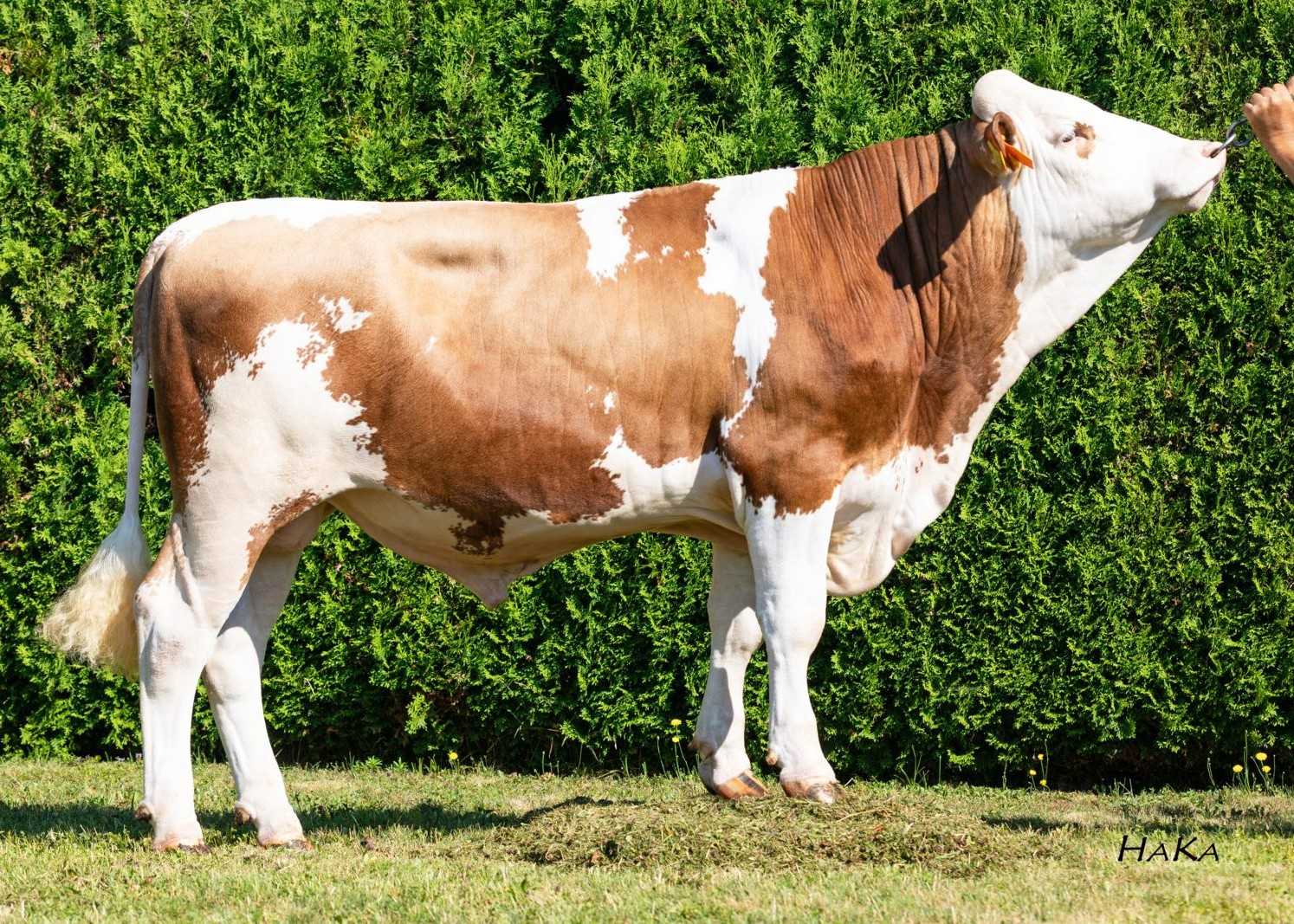 Maldini P, breeder: Franz Auer, Wildschönau/AT