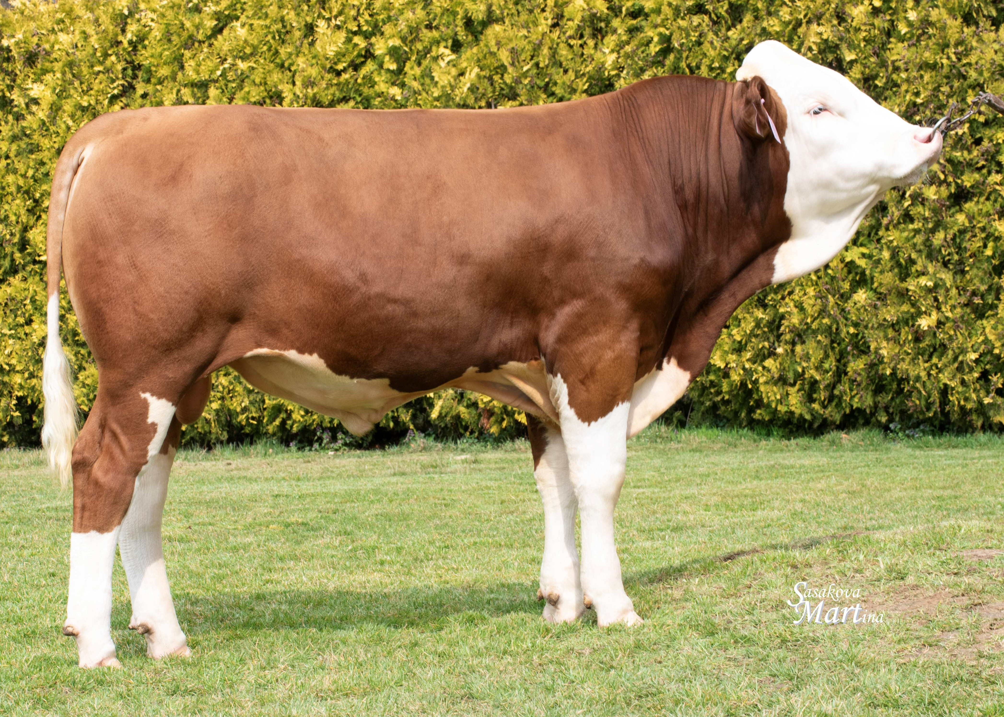 Herod, Breeder: ZS Dobris s.r.o., Dobris/CZ