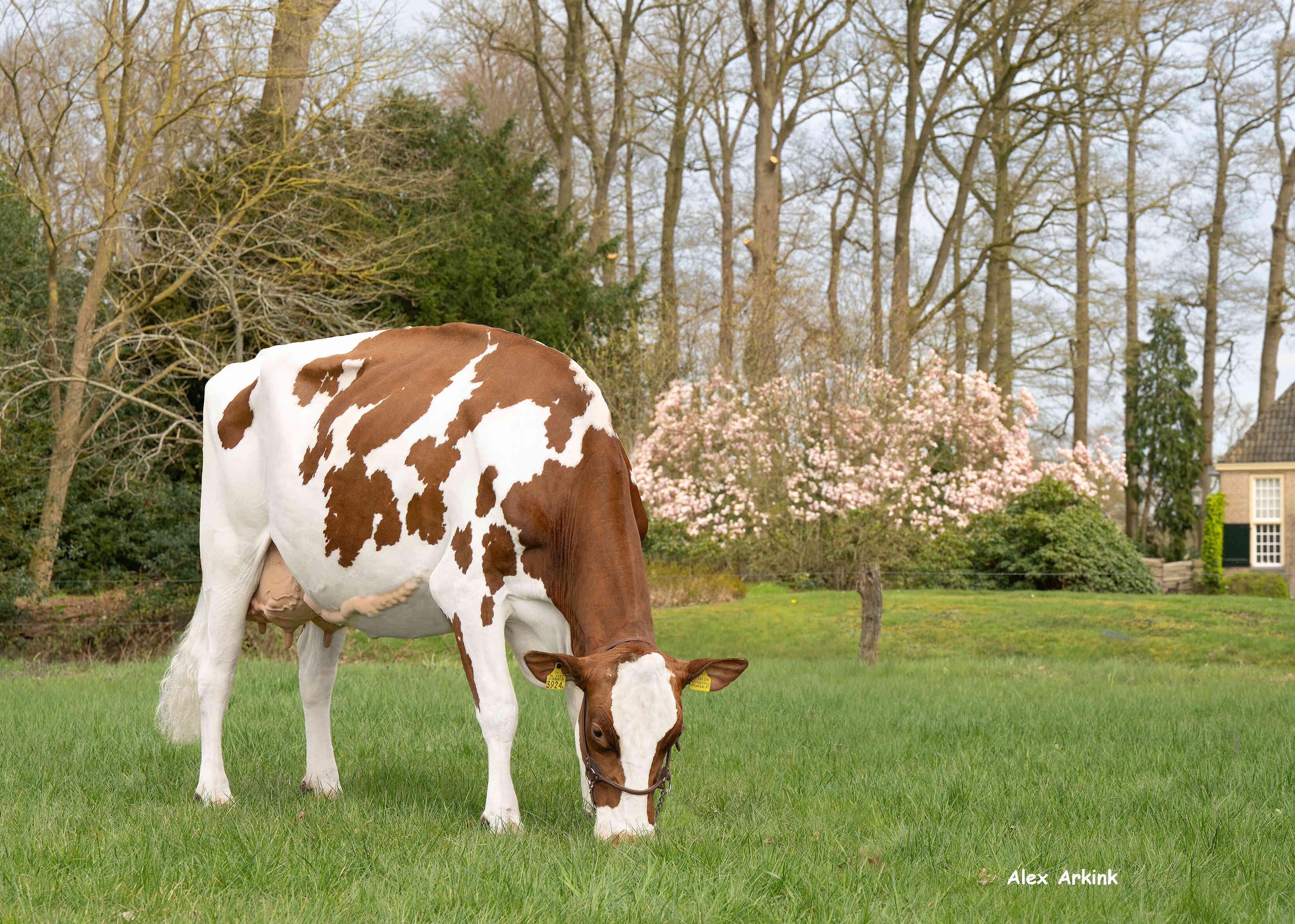 Aalshorst 3star Jolie 4 (v: Wingstar, 3e kalfs) eig.: Melkveebedrijf Scholten, Dalfsen