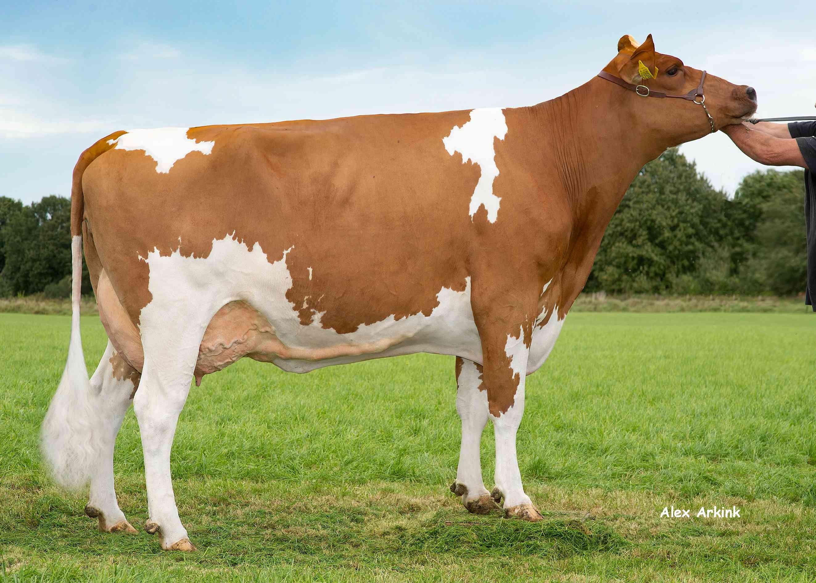 Delta Glenn, overgrootmoeder van Barkeeper P RF, Eig.: Barendonk Holsteins, Beers