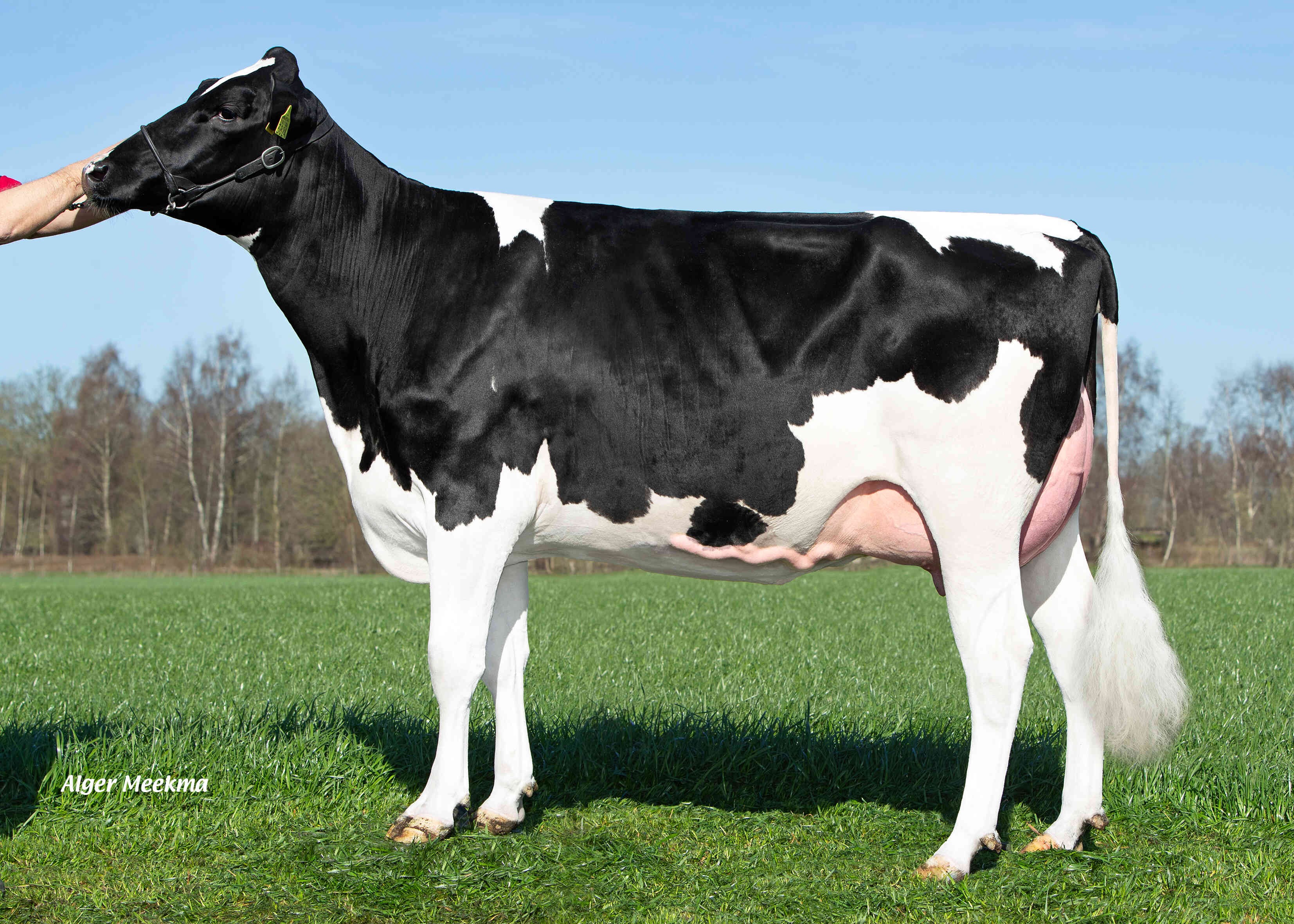 Double W Ricky 171 (full sister Rustic) owner: VOF Booij-Ottens, Benneveld