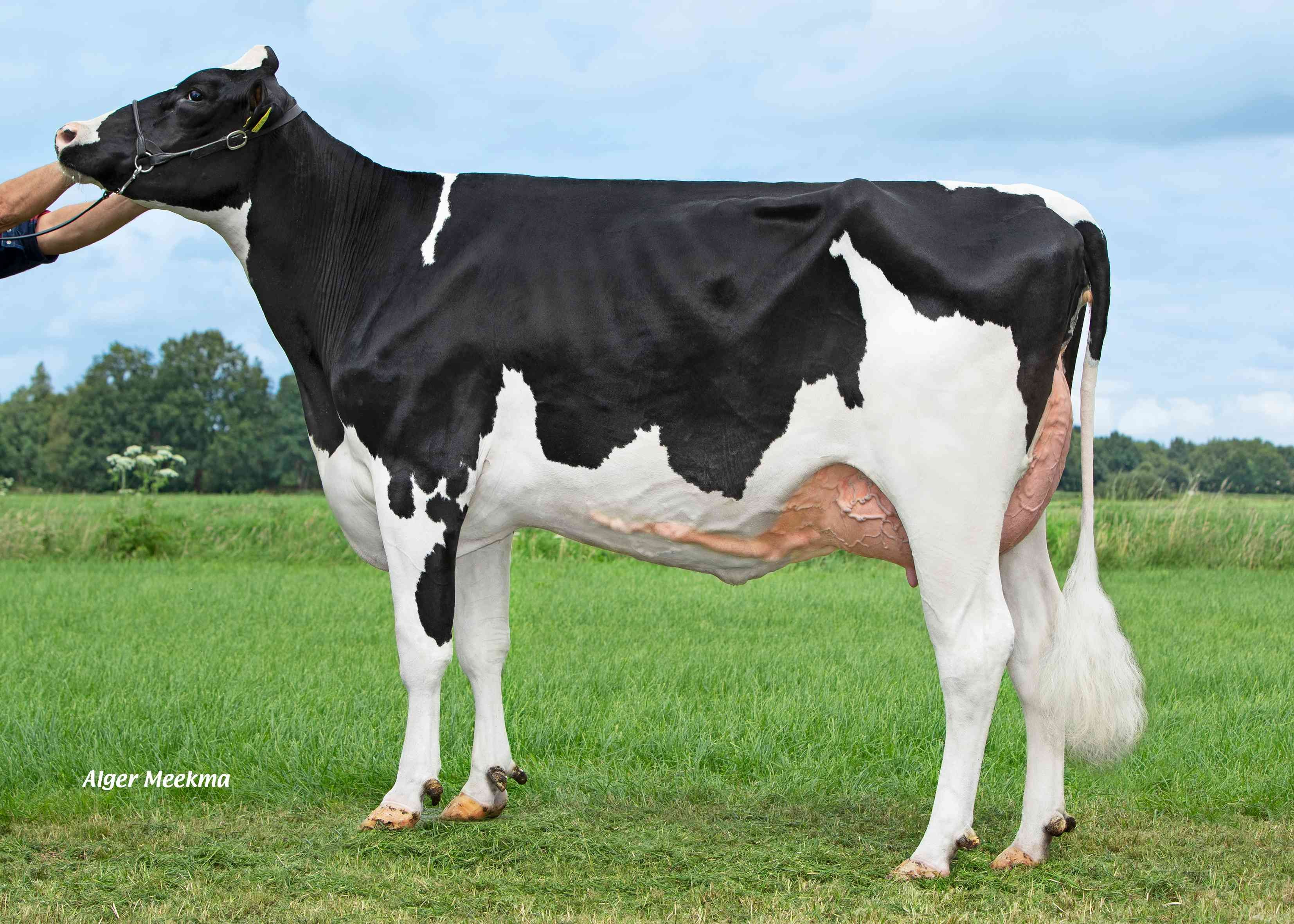 Delta Wycke (full sister of Steam PP)  owner: K.A.F.M. & L.P.J. Nooijen-Maas, Coevorden