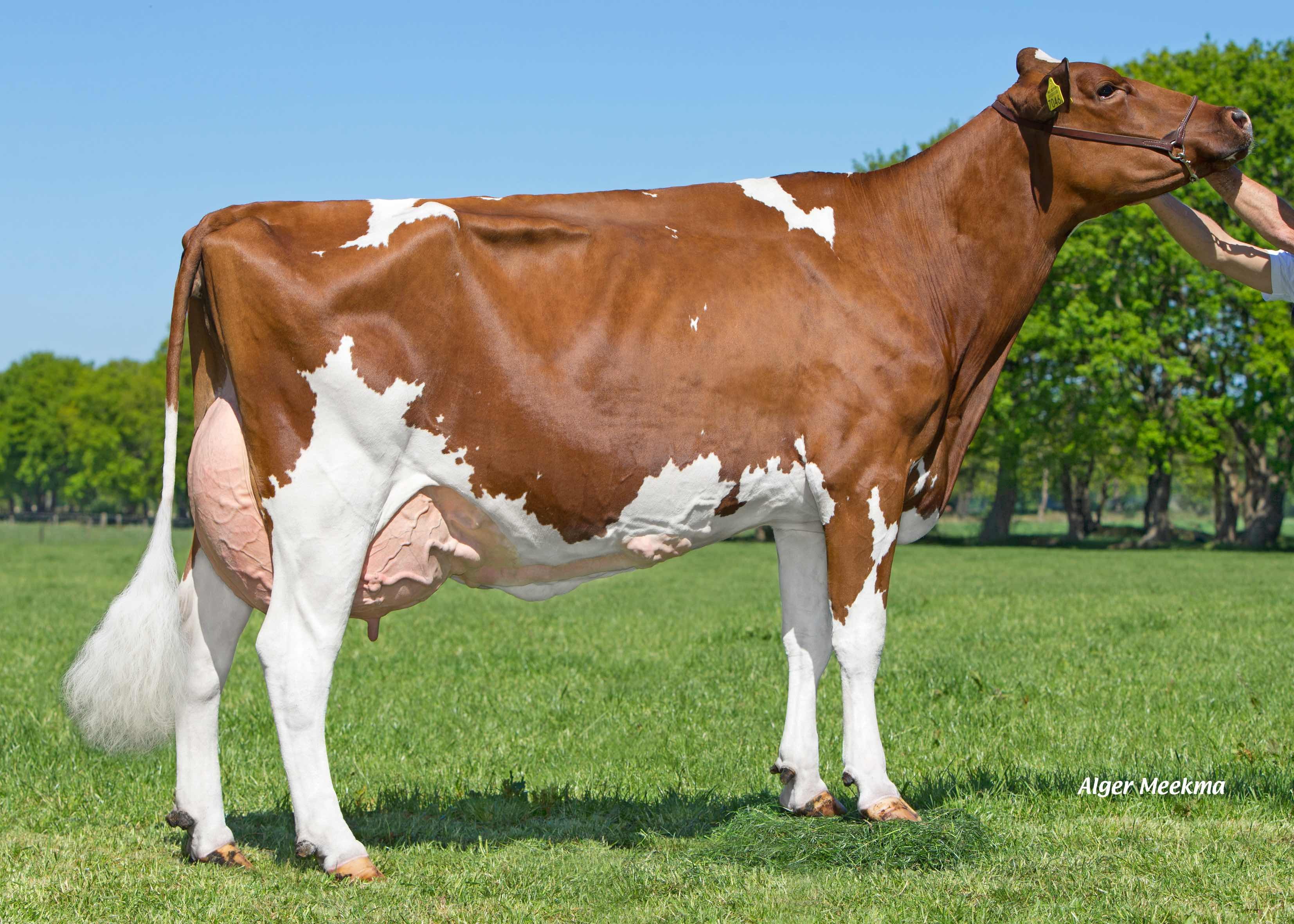 Red Rocks Massia 128 (full sister of the granddam of Bookmaker P Red) owner: Dairy farm Wesselink Vof, Beilen