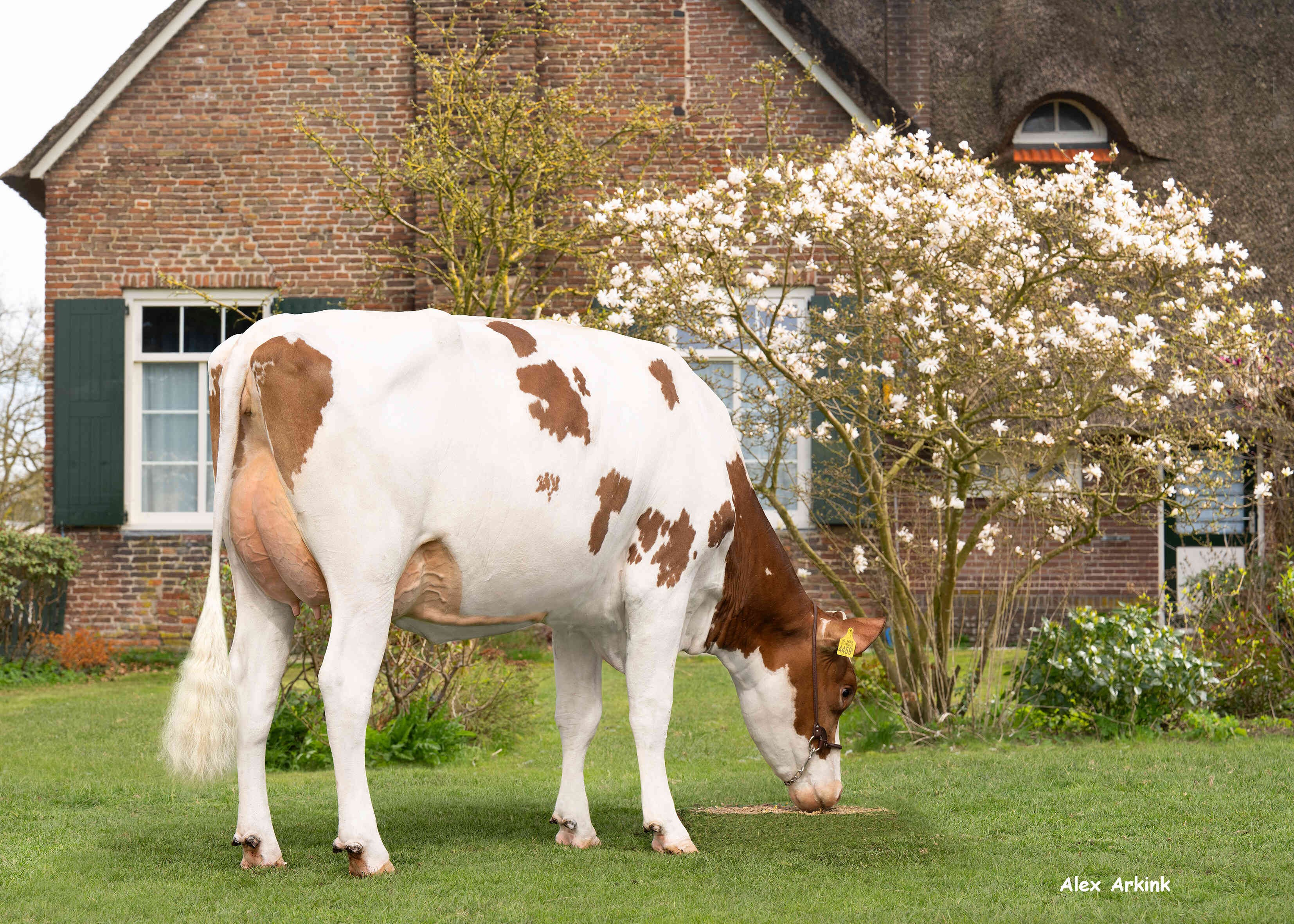 Holy 50 (v: Upbeat) eig.: Mts J. en L.M. Warning-Pelgröm,  Wapenveld