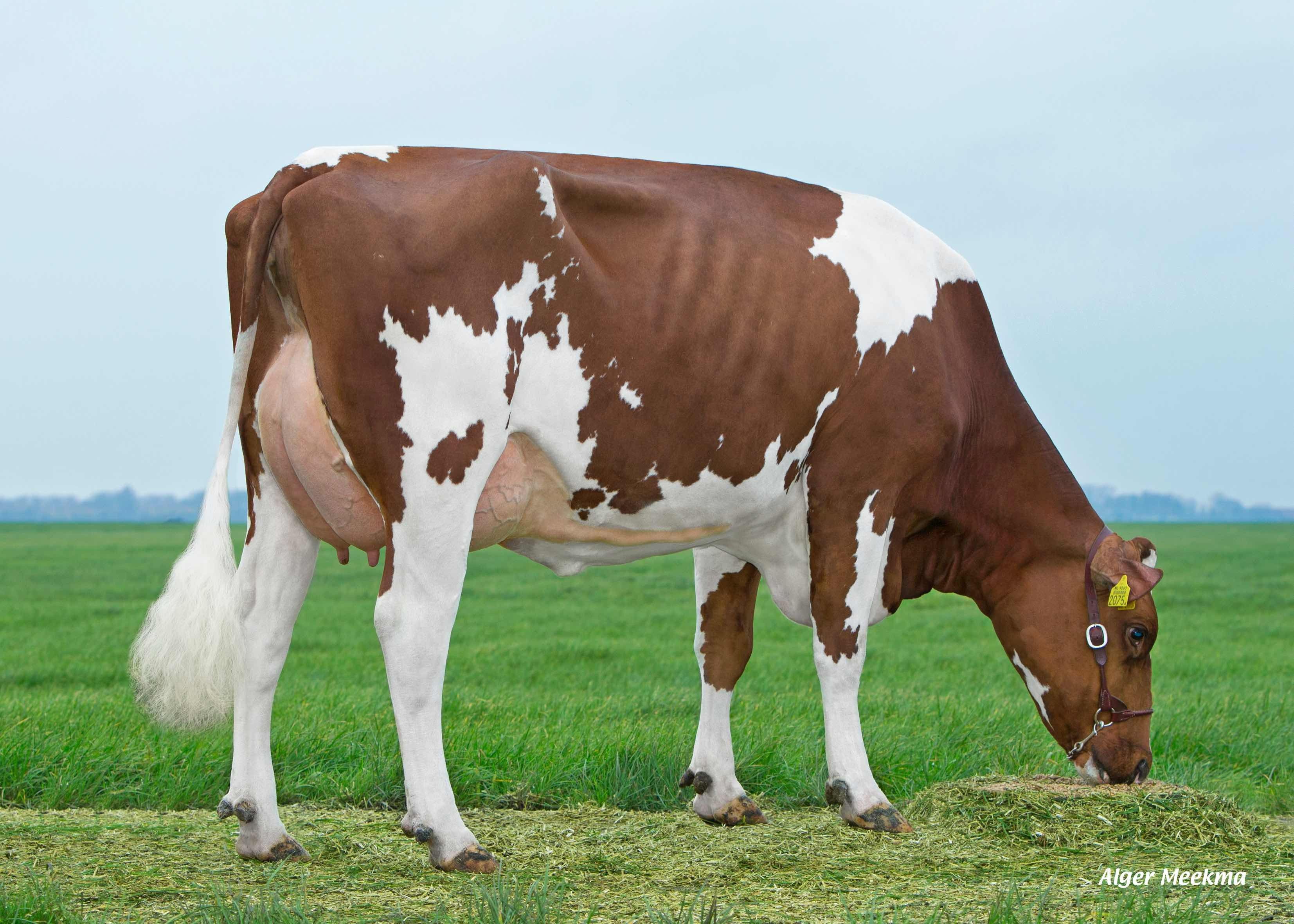 Delta Larisa (4e moeder Bonfire P) eig.: Midwolder Melkvee, Midwolda