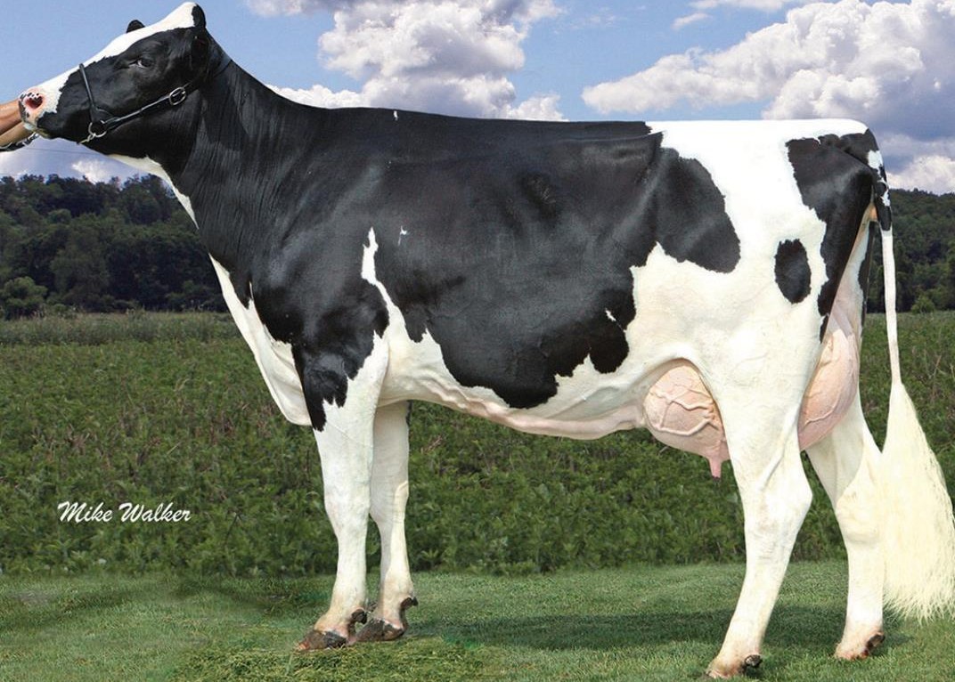 Coyne-Farms Ramos Jelly VG-85 DOM, 8th Dam of Ludwig