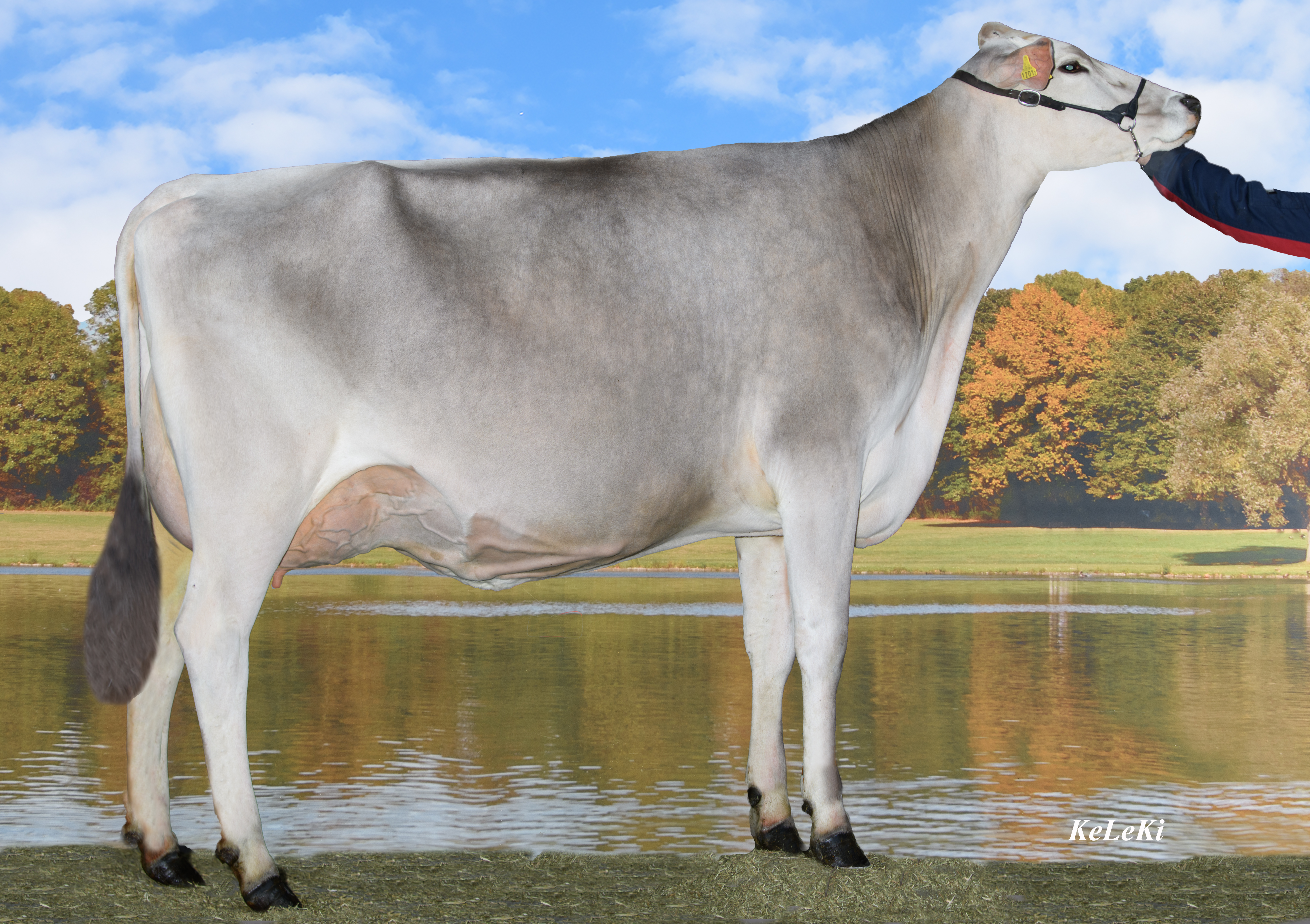 Arnika (v Arif) 1ste lactatie. Eig: Kaufmann 