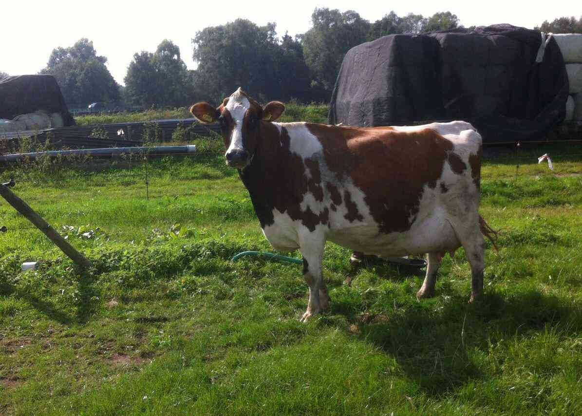 Nellie 147 ( overgrootmoeder Niels PP) eig.: GHJ Meijerink, Ommen