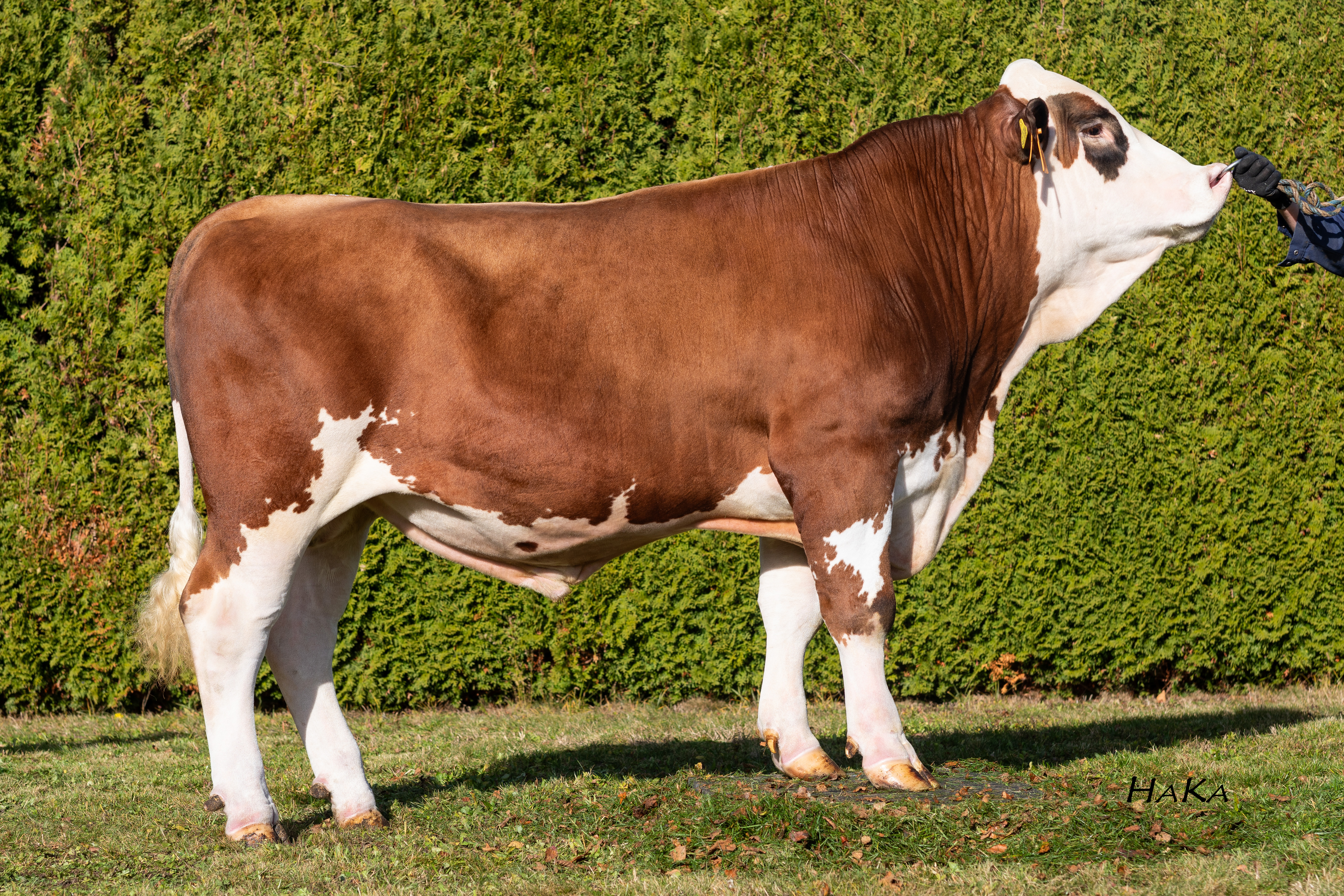 Milupa PP, eig.: fam. Hilger, Babensham