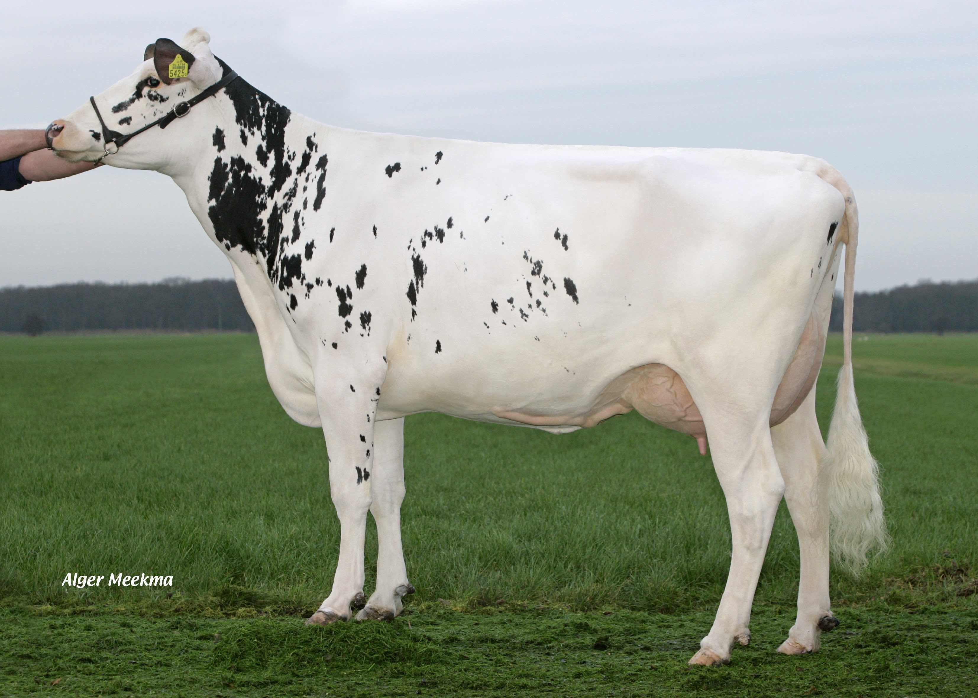 Delta Jacoline (4th dam of Vineyard) owner. CRV BV, Arnhem