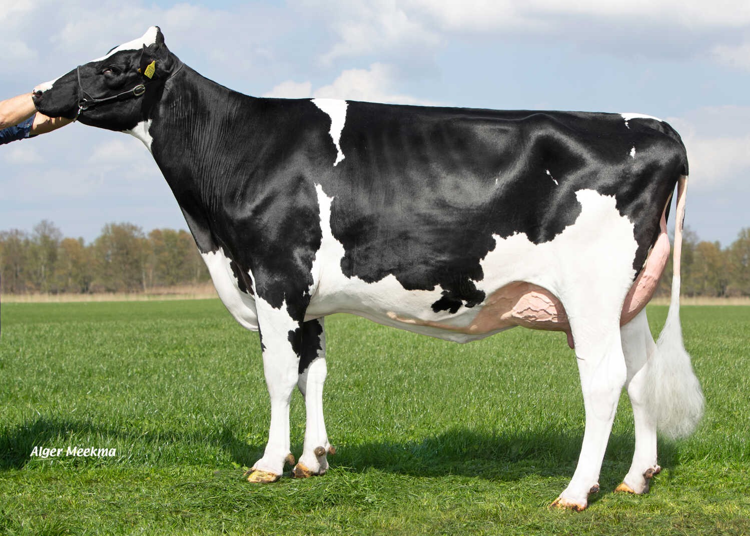 Delta Pihla (s. Warren P), dam of Patriot PP