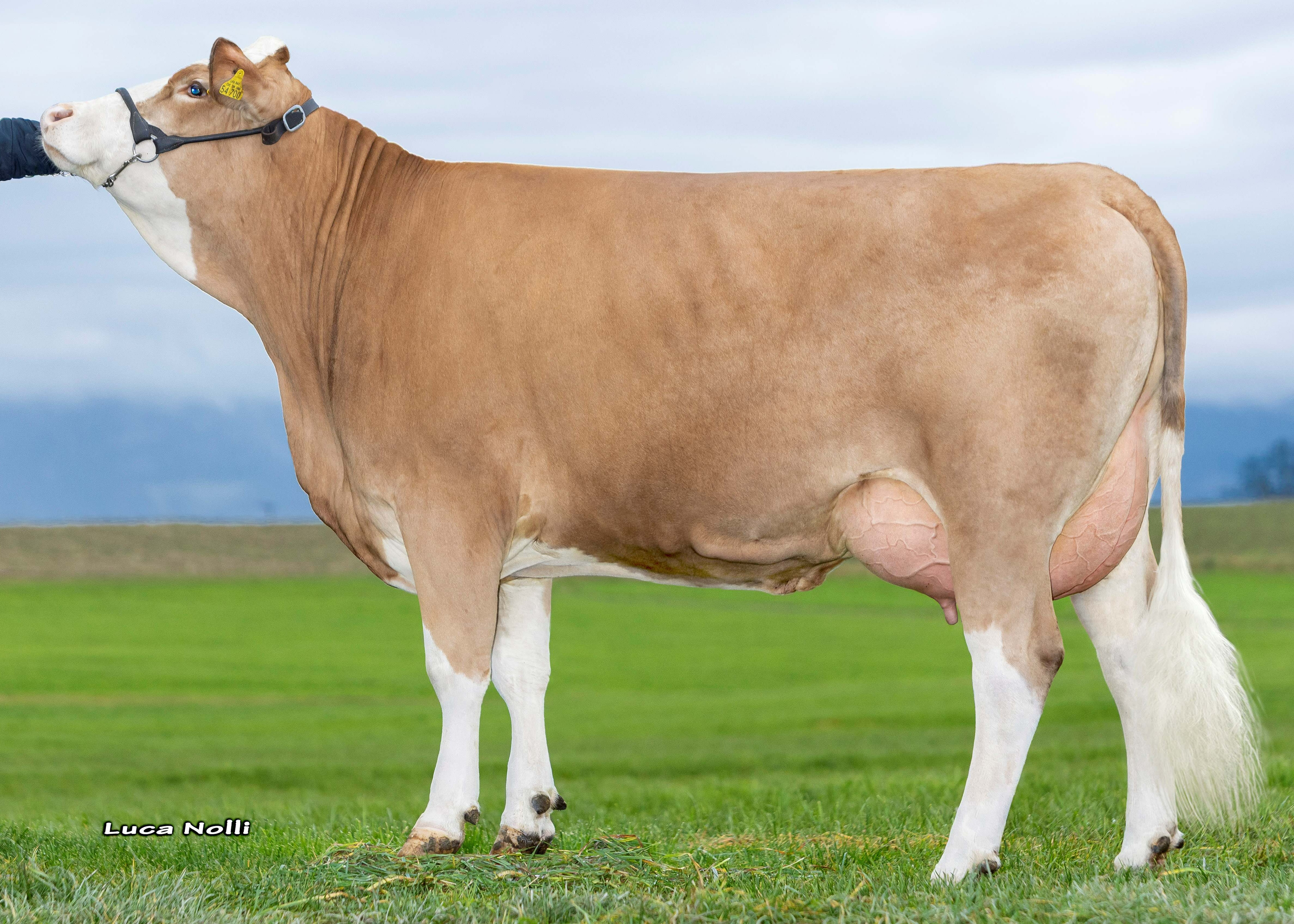 Blendax, 1st calf Johannes Wagner, Vogtareuth