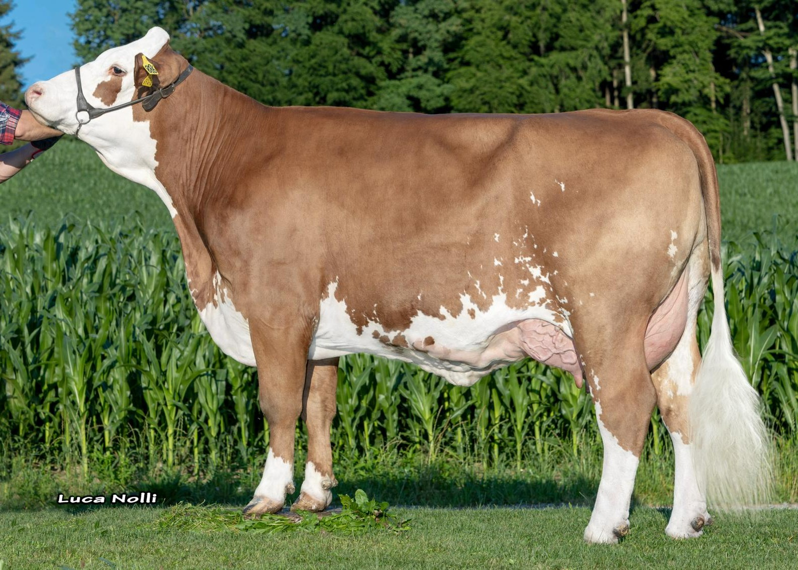 Sandry, Dam of Milupa PP, 1st calf Hilger GbR, Babensham