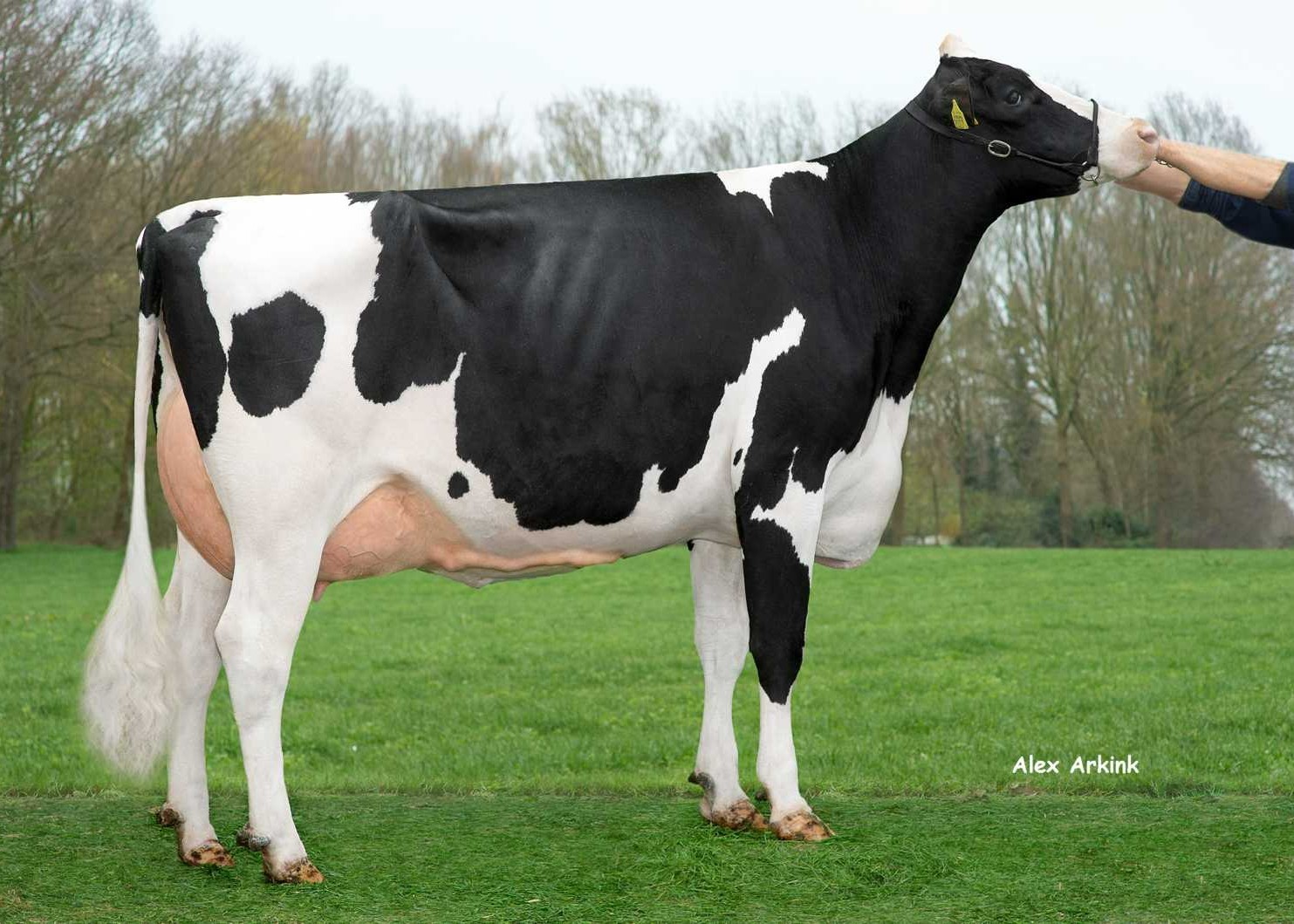 Delta Joyce (v. Endless RF), Moeder van Boyan