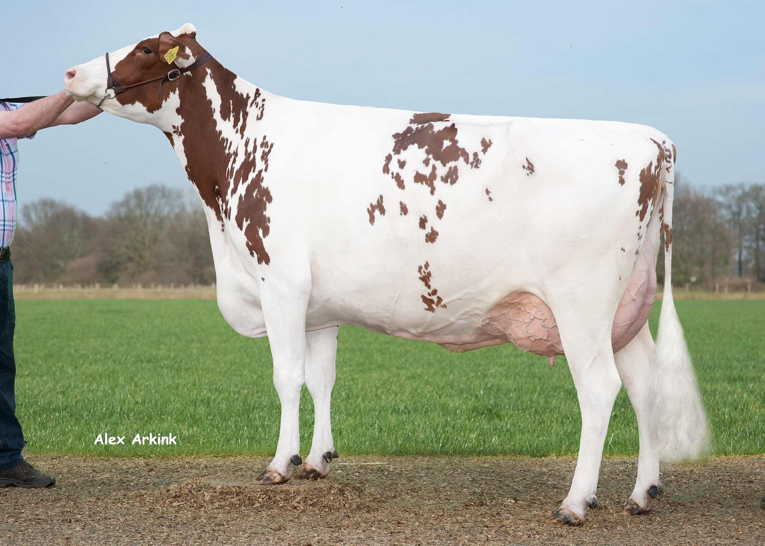 Dn Driehoek Delta Teuntje (5e moeder Jenning P-Red) eig.: Barendonk Holsteins Vof, Beers Nb