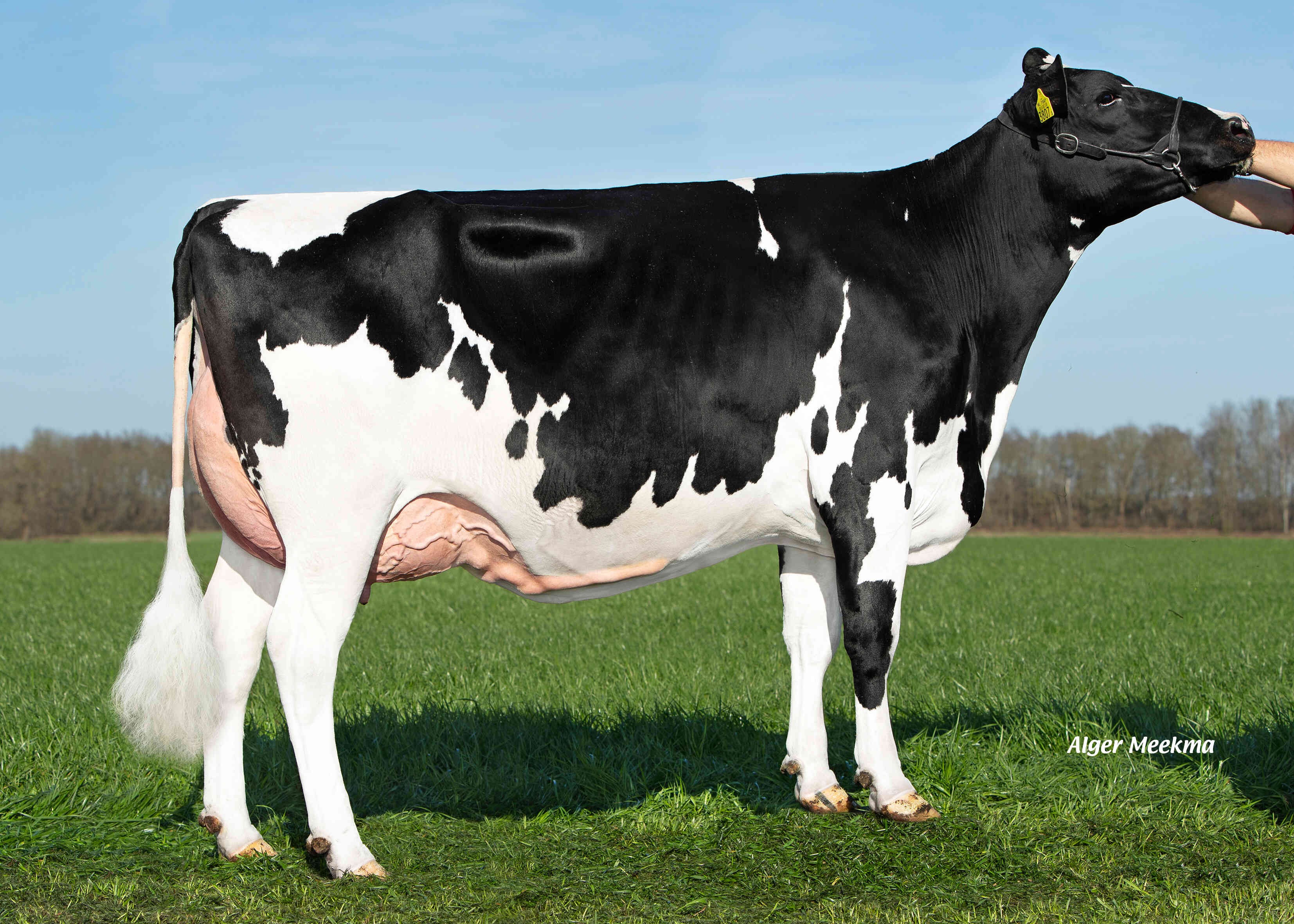 Double W Ricky 170 (s. Appertizer RC) owner: VOF Booij-Ottens, Benneveld