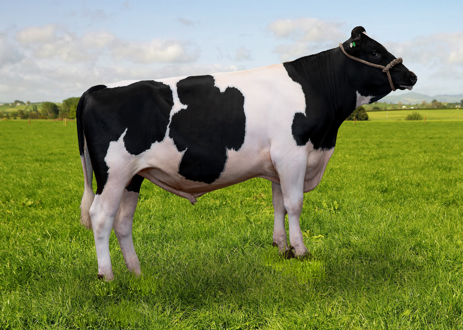 125522 MEANDER MAITAI ROSSIE S2F