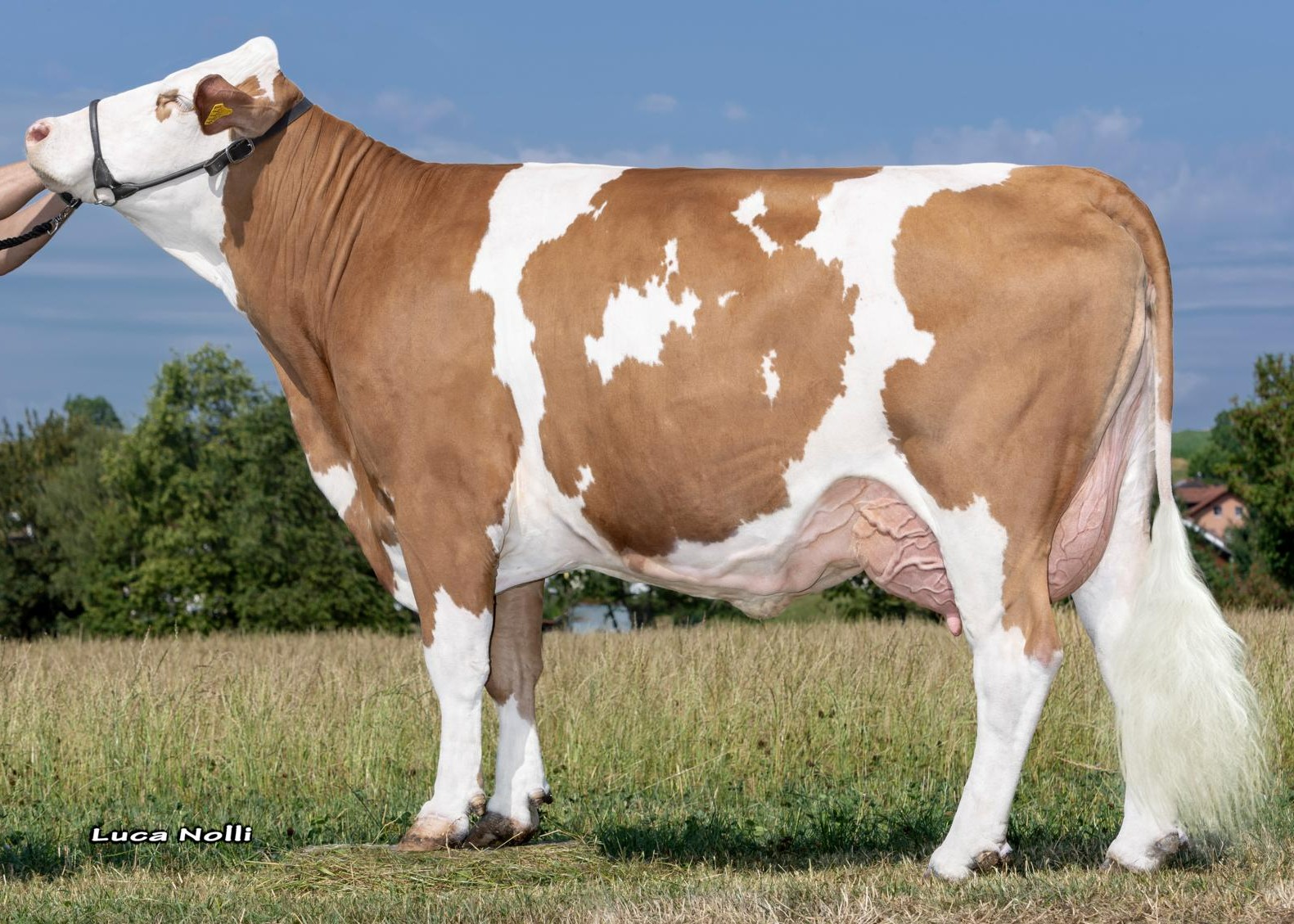 Sunrise PP, grand dam of Sindbad PP, 1st calf, Reinhard Jellbauer, Germansdorf 