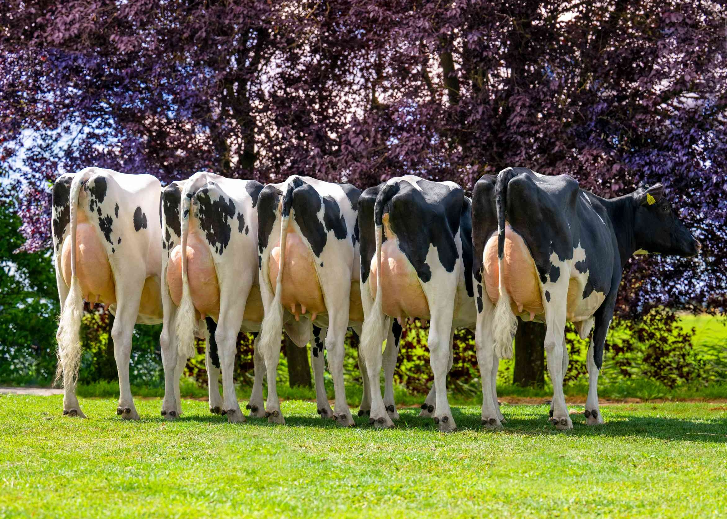 Daughters of Fast Lane, owner: Mts J.g. & A.g. Sturkenboom, Schalkwyk