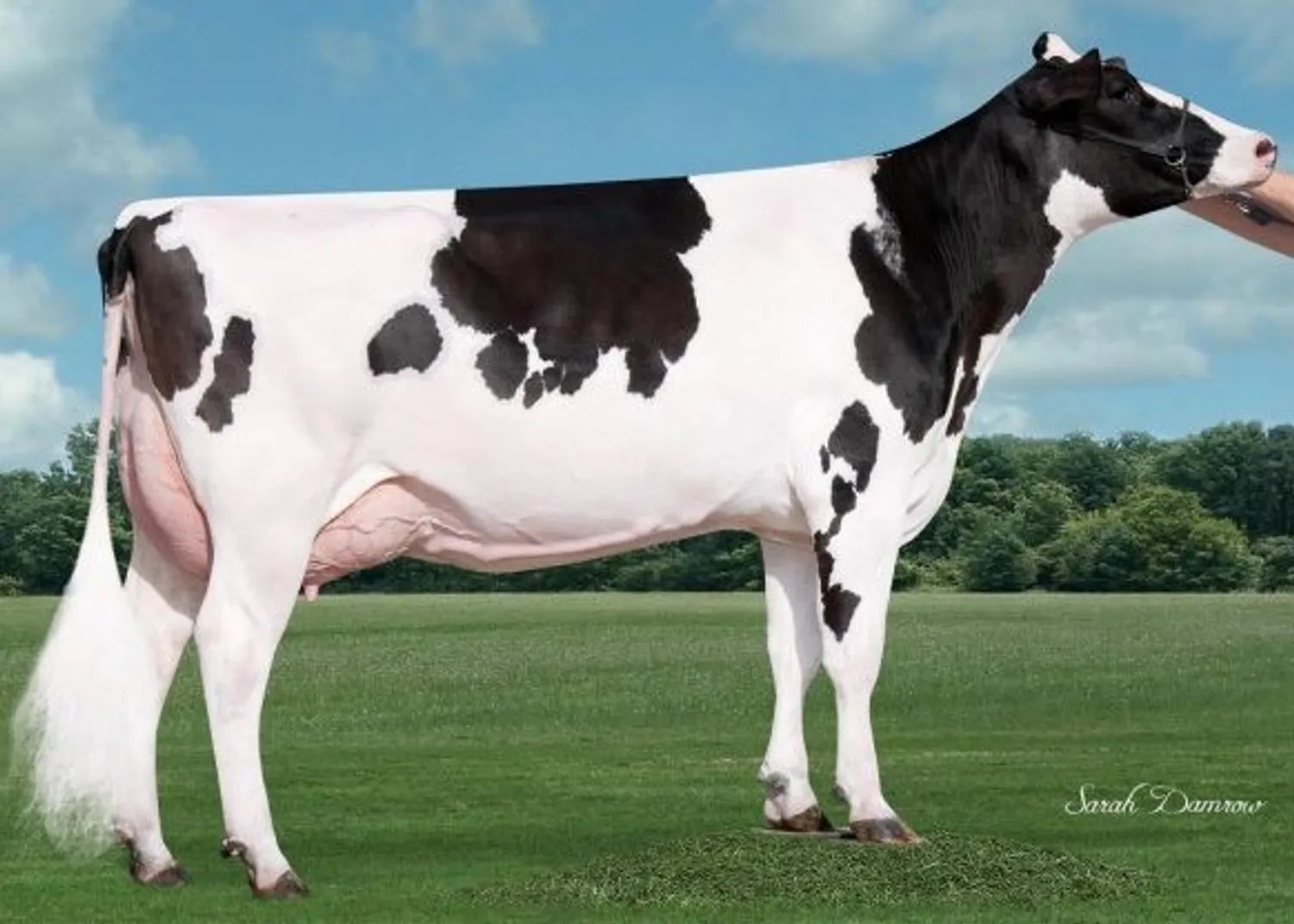 Siemers-Mccutch-Roz ET EX-91 (Grootmoeder van Lukaku)