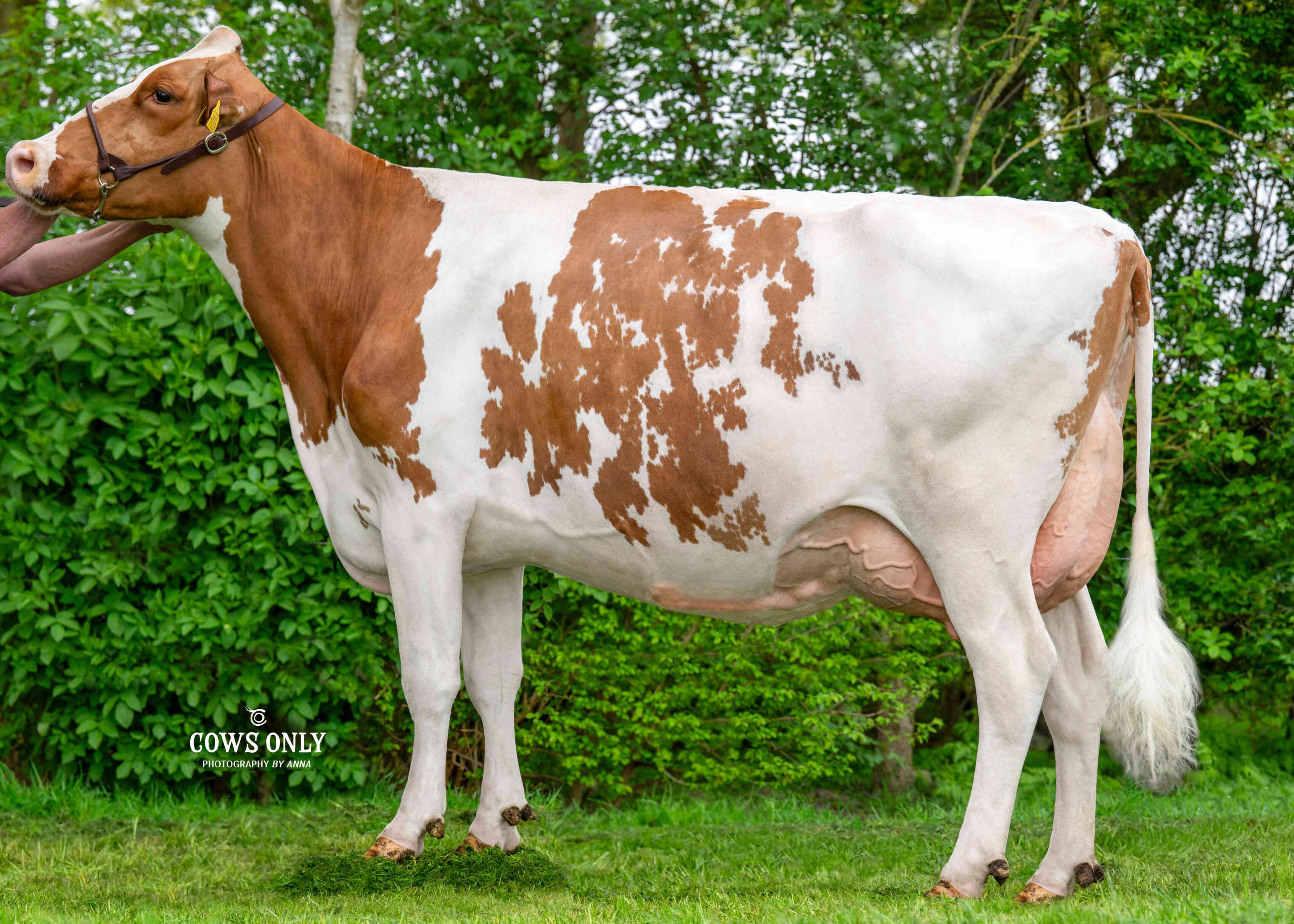 Frida 280 (s. Elixer), MGD of Pronto P. Owner: Swank, Nieuw Beijerland