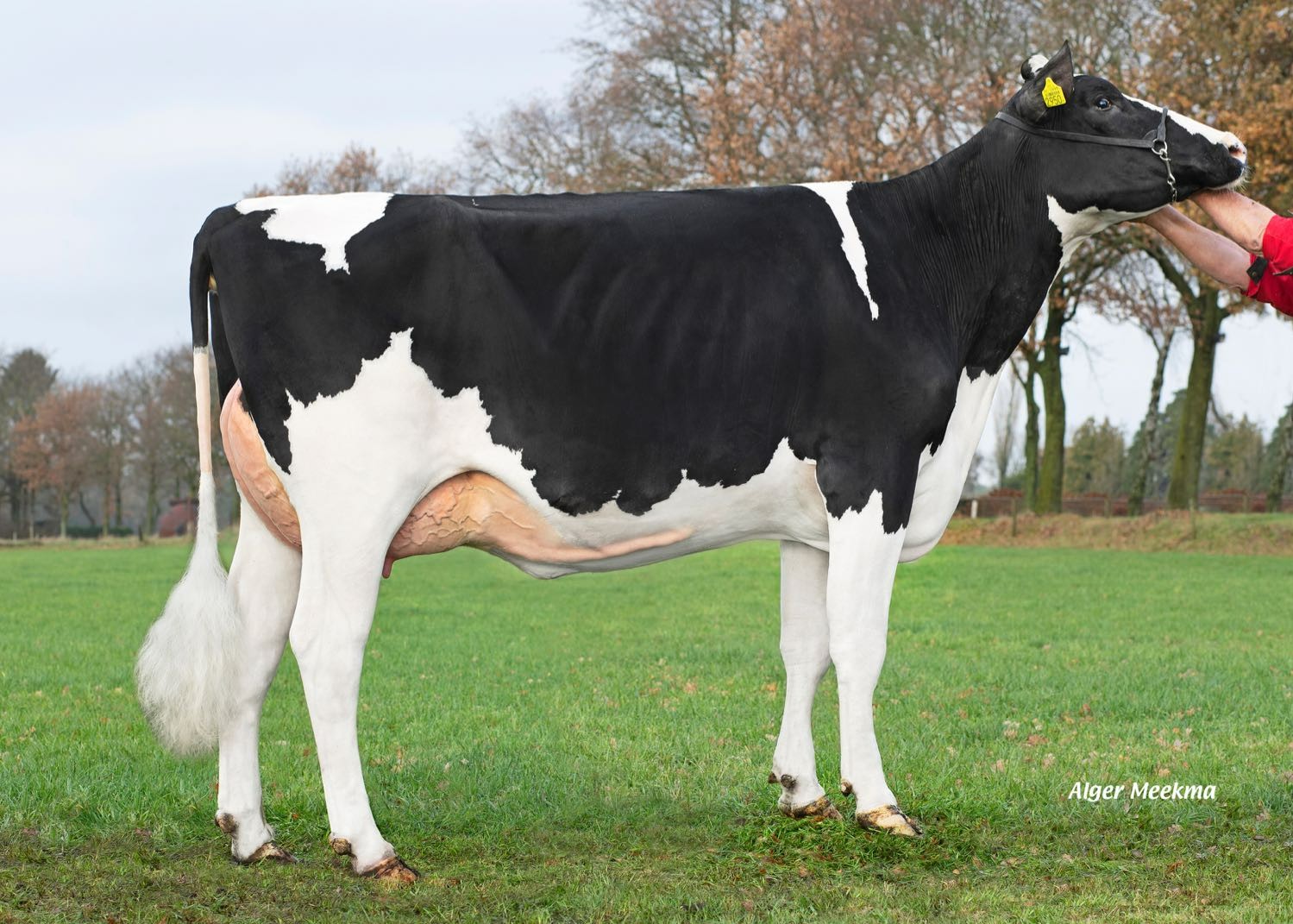 Delta Cody (s. Woody), MGD of Ratings PP