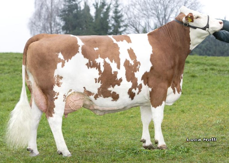 Grootmoeder Wasserstoff 3de lactatie