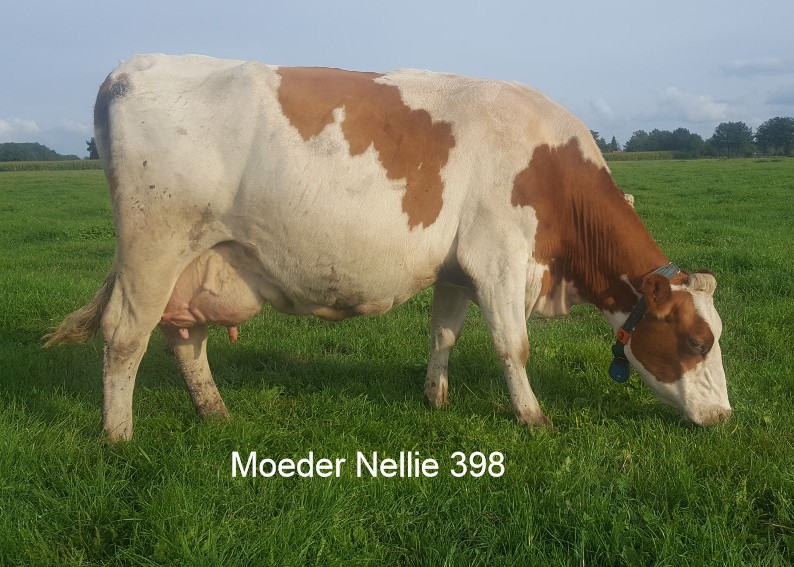 Moeder Nellie 398, 4,78%v 3,68%e 83AV