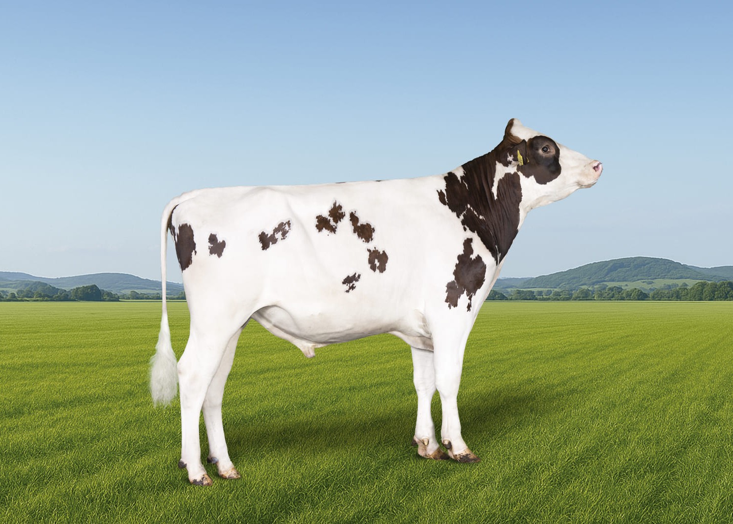 DELTA BOBSTER PP RED