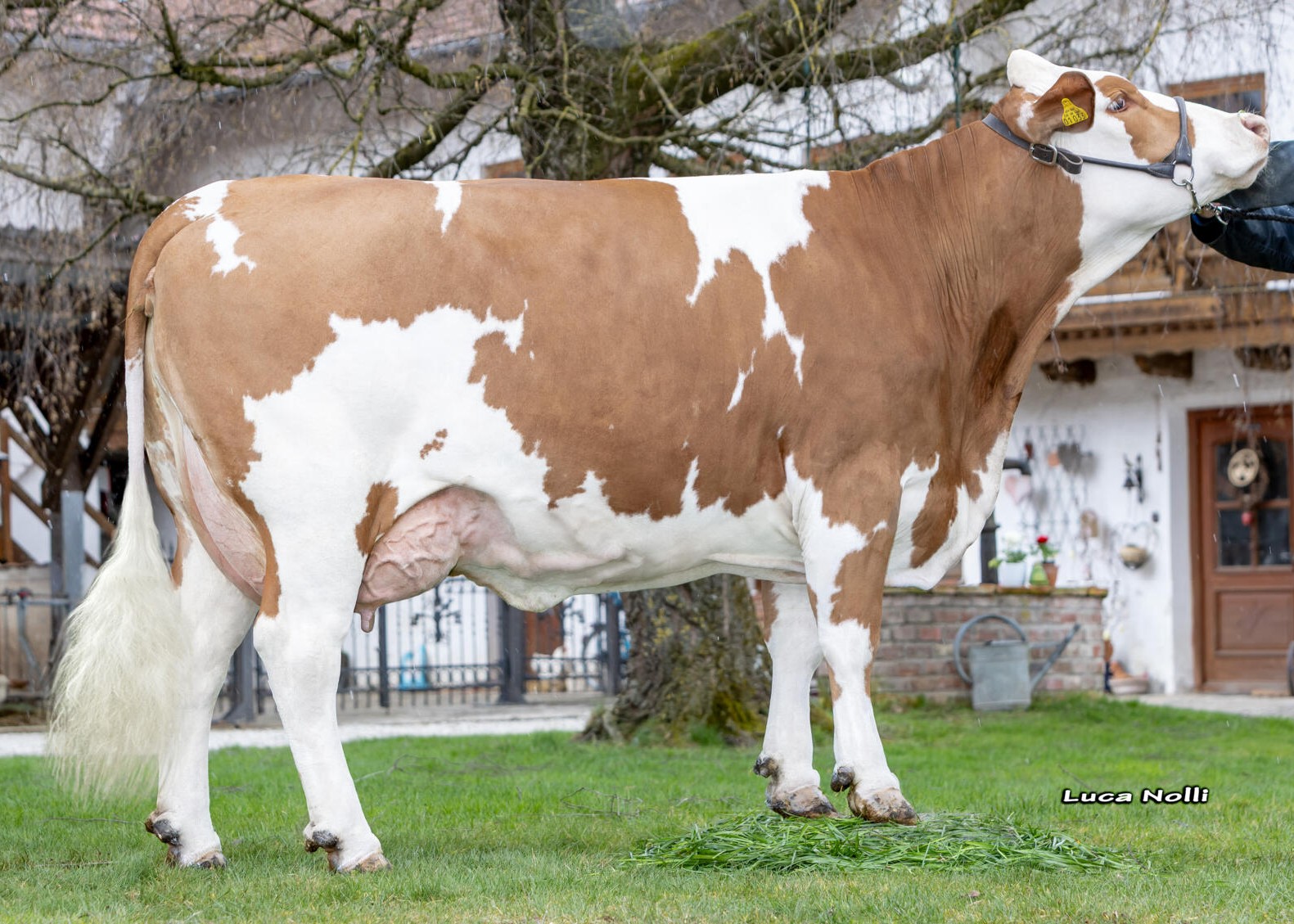 Gulia,1st calf, Andreas Bernauer, Emertsham
