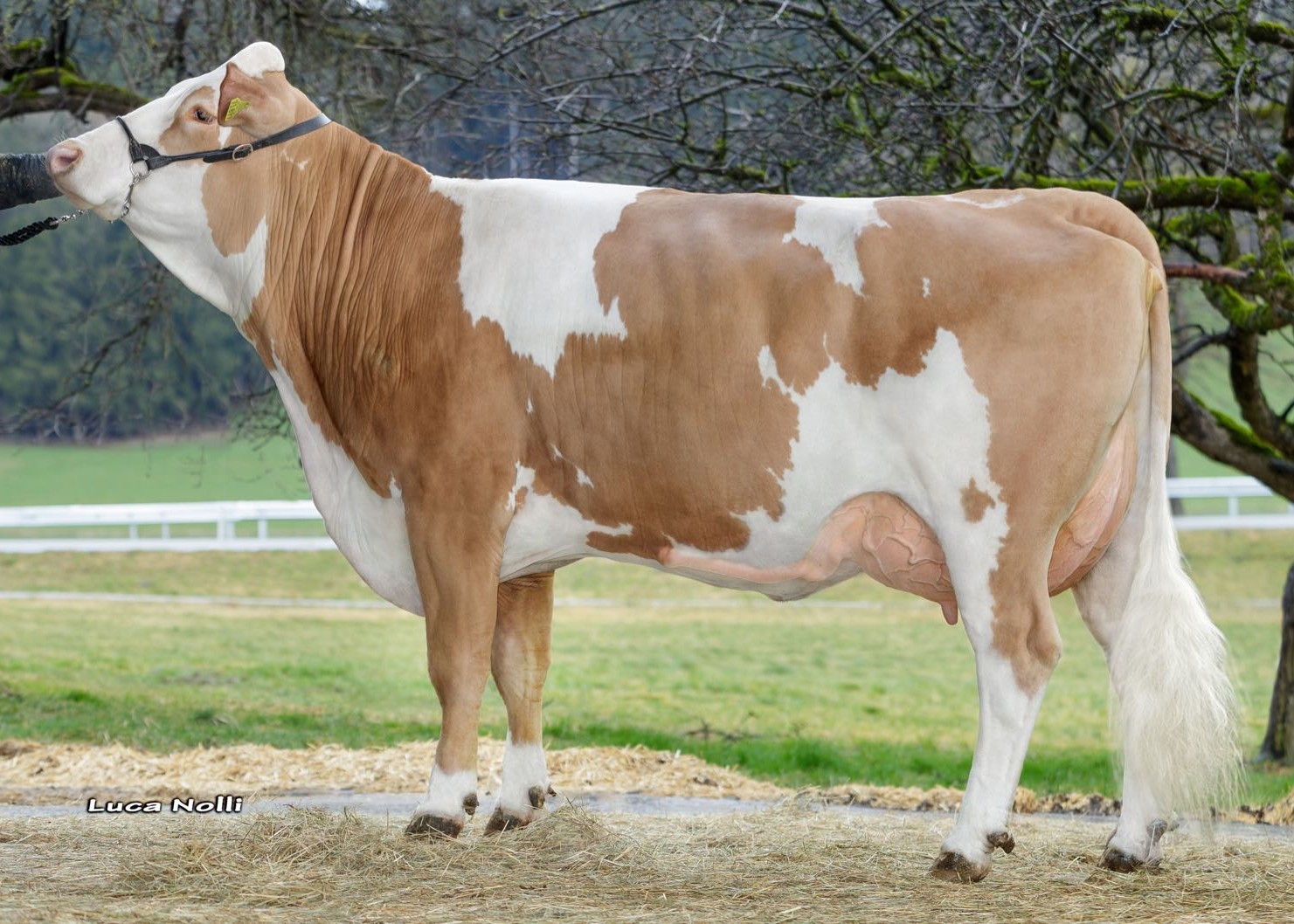 Famosa, dam of Varten, owner. ScheSchu Genetik