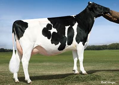 S-S-I Shamrock Menna7392-ET VG-85, 5th Dam of Monty