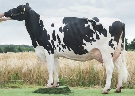 Wil Kanu 111 (s. Snowman), 6th dam of Granduc PP RF