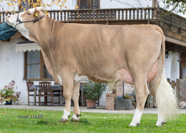 Frika, granddam of Ikaros PP, 3rd calf Andreas Bernauer, Emertsham