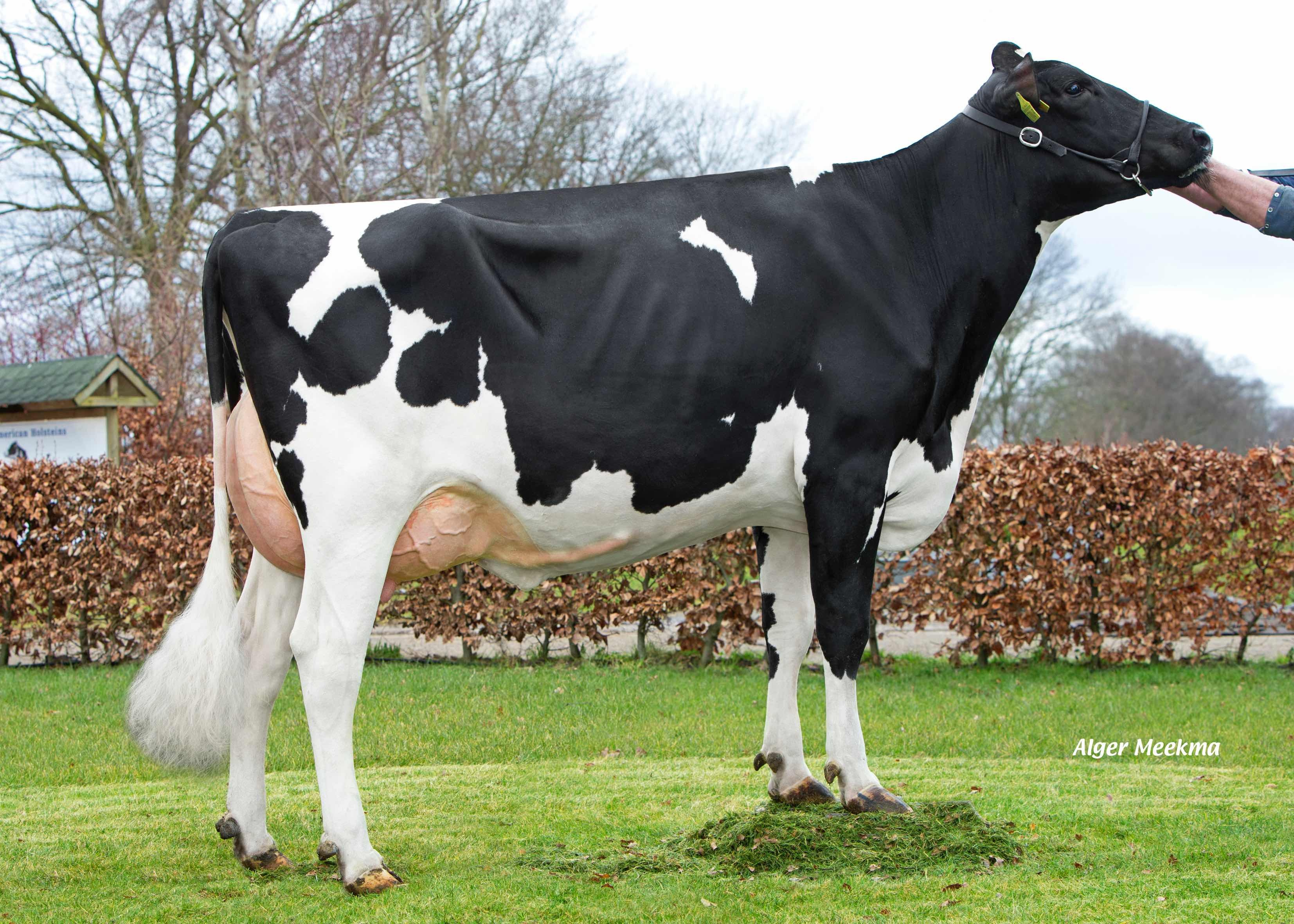 American Etz. Warsau 329  (moeder Rovelli-Red) eig.: American Holsteins, America