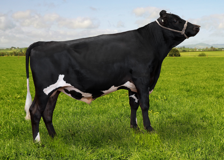 Conlan Doubledown F12J4