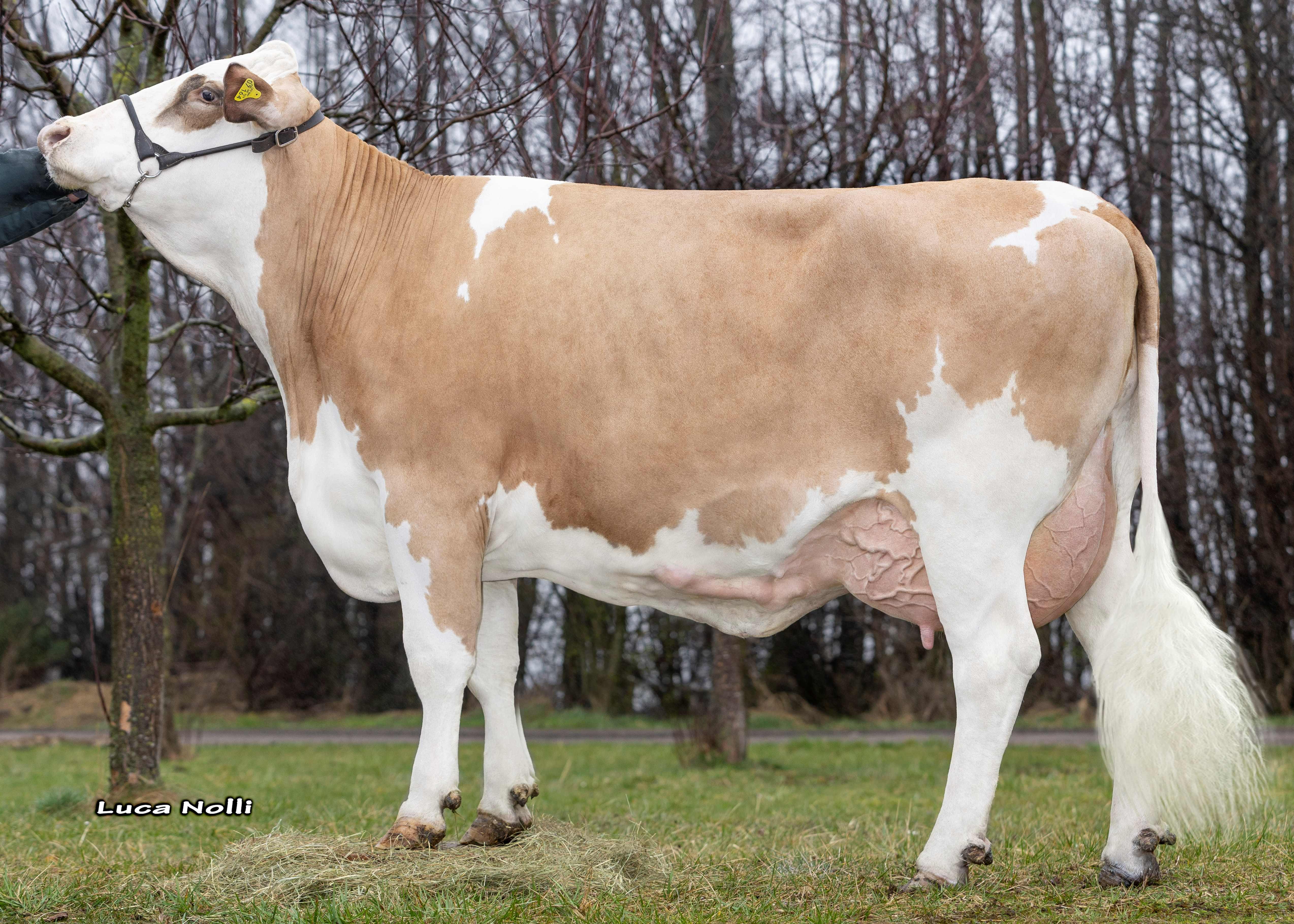 Pamira, Dam of Valencia PS, 2nd calf Christian Niederbuchner, Nussdorf