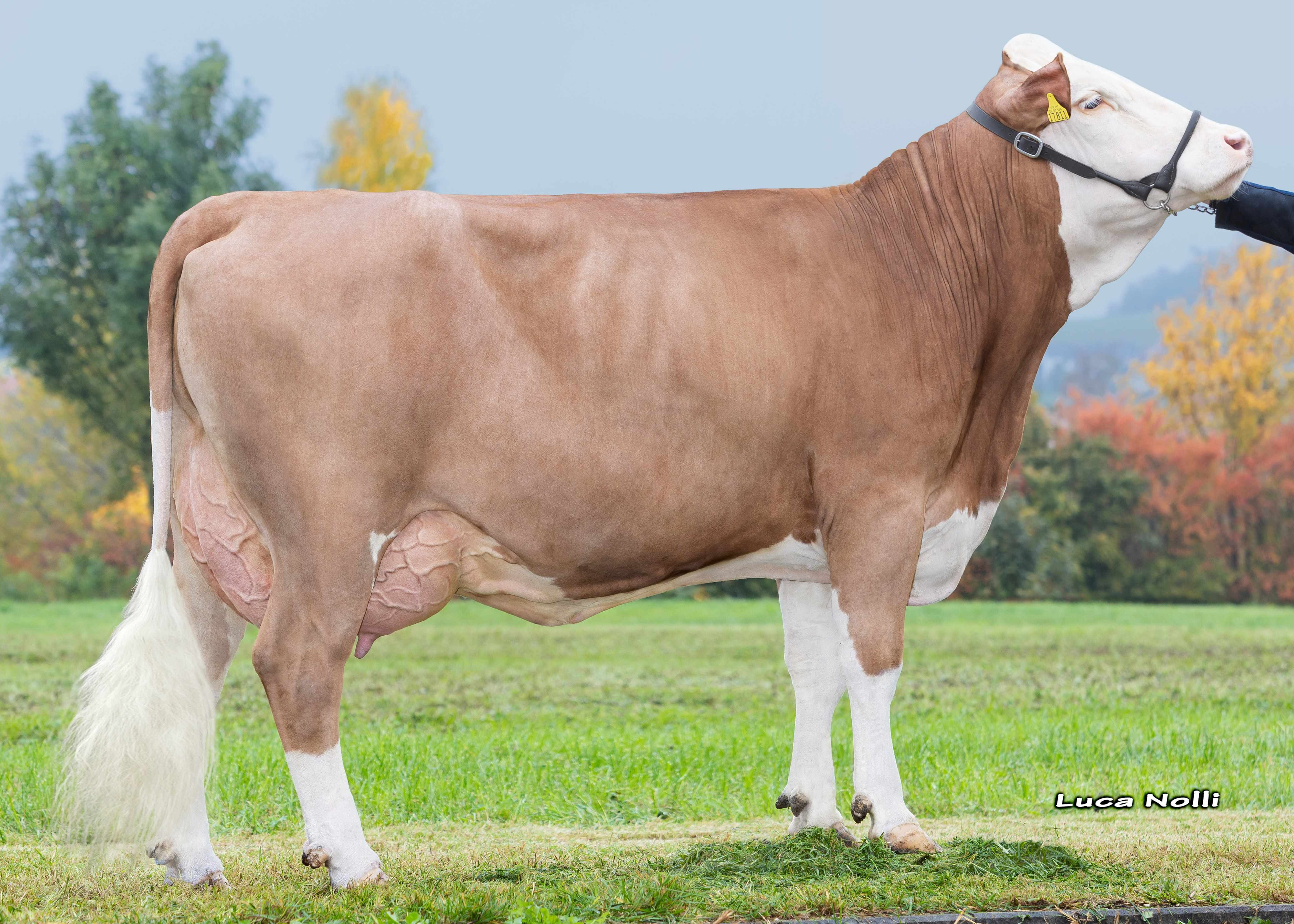 Lydia Pp, dam of Wittum PP. 1st calf Reinhard Jellbauer, Germansdorf