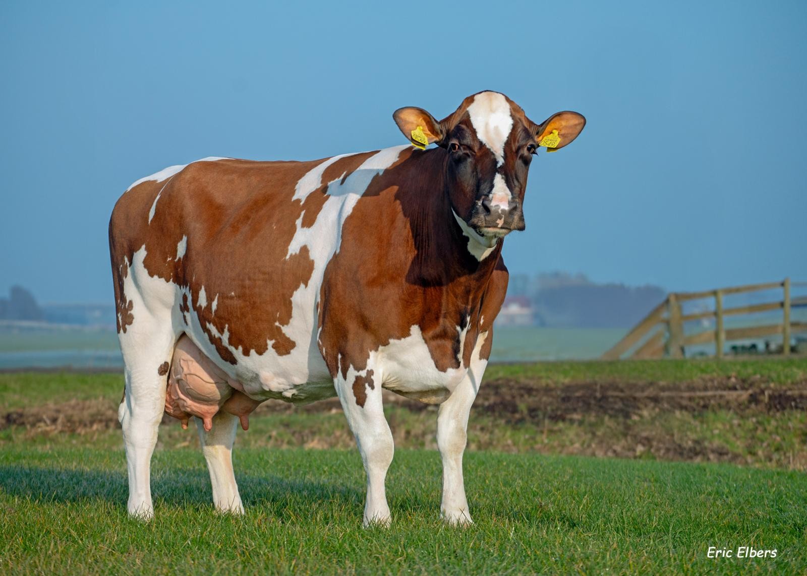 Danielle 189, moeder van Dieko. 89AV 305dg productie 4de lac.: 12.995 kg met 4,63% vet en 3,72% eiwit