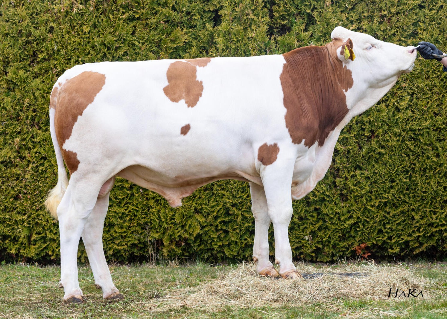 Sakaris, Breeder: Franz Eder, Kirchanschöring