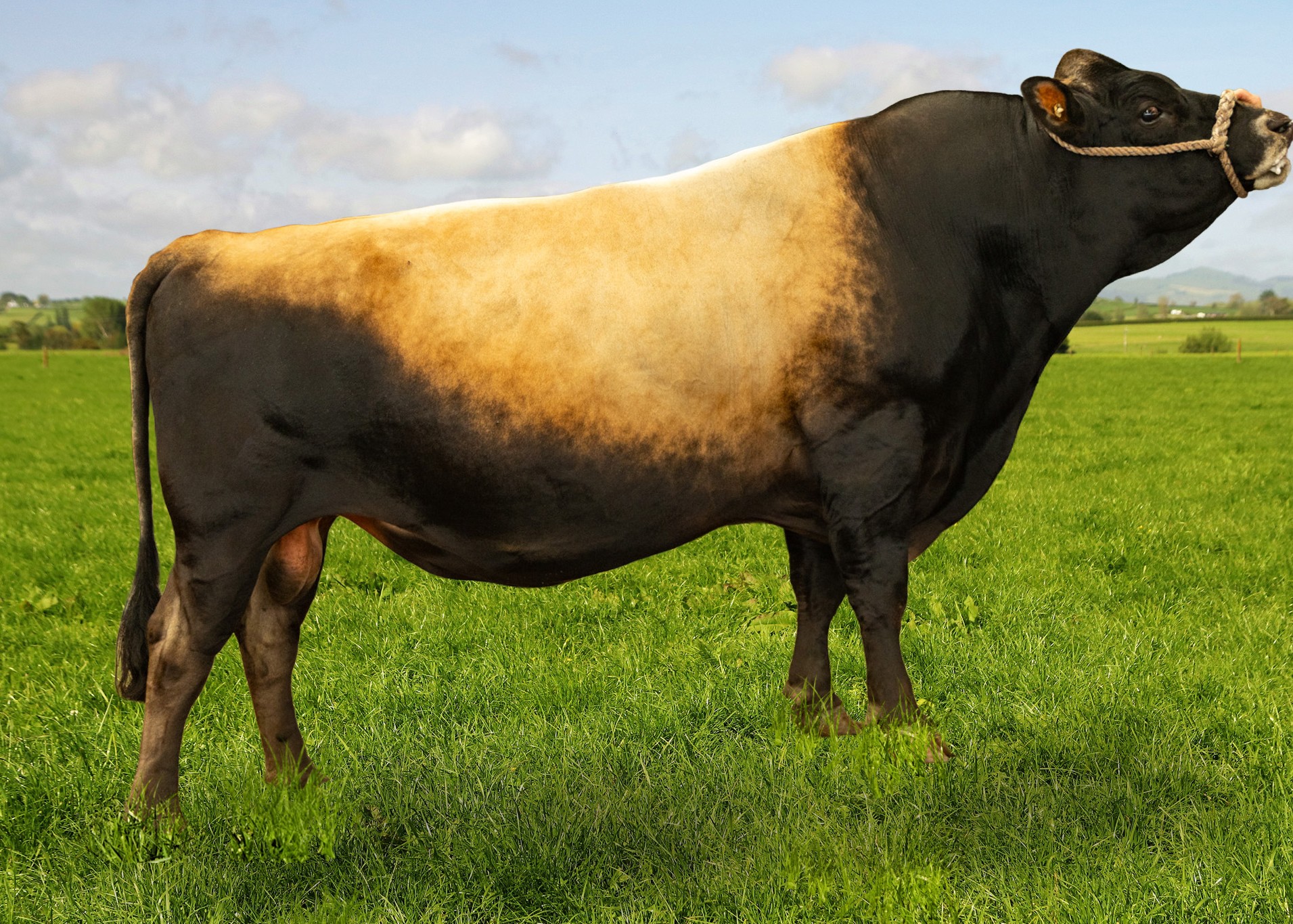 322528 PURIRI MAGNUM STRIKER